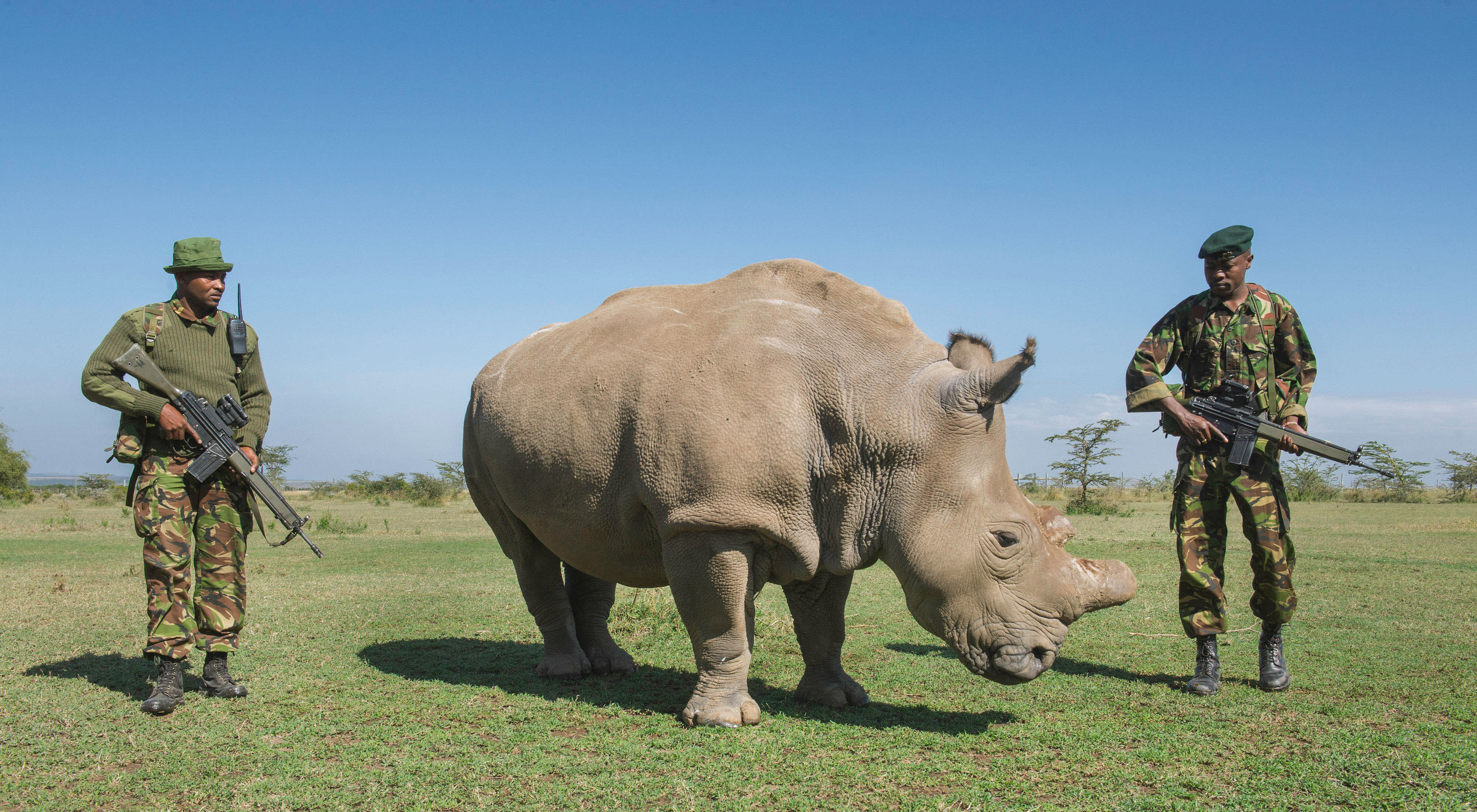 Armed guards watch over Sudan, one of four northern white rhinos (Ceratotherium simum cottoni) at Kenya’s Ol Pejeta Conservancy.