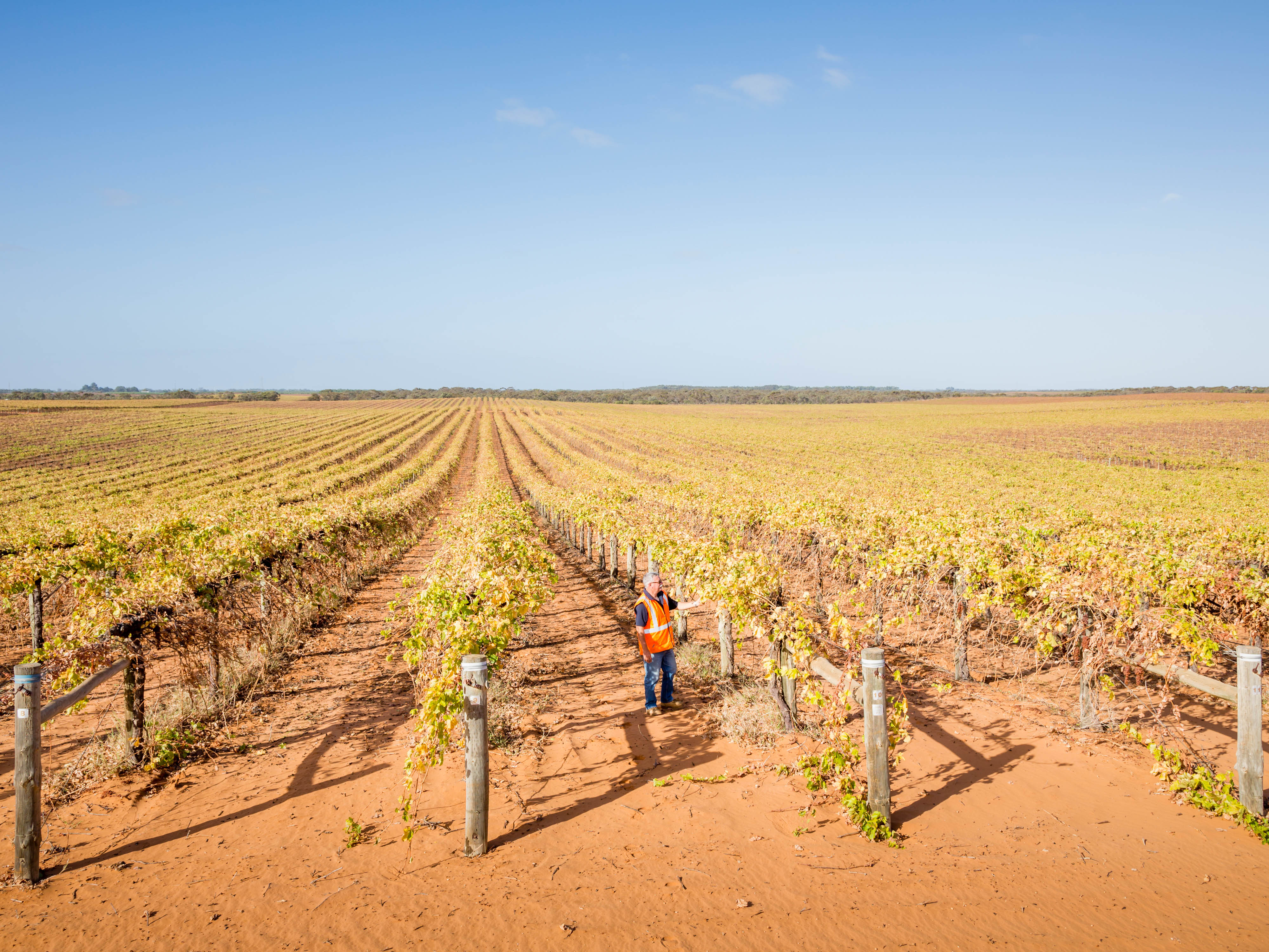 Agronomist Bill Avery inspects vineyards at Murray River Organics.