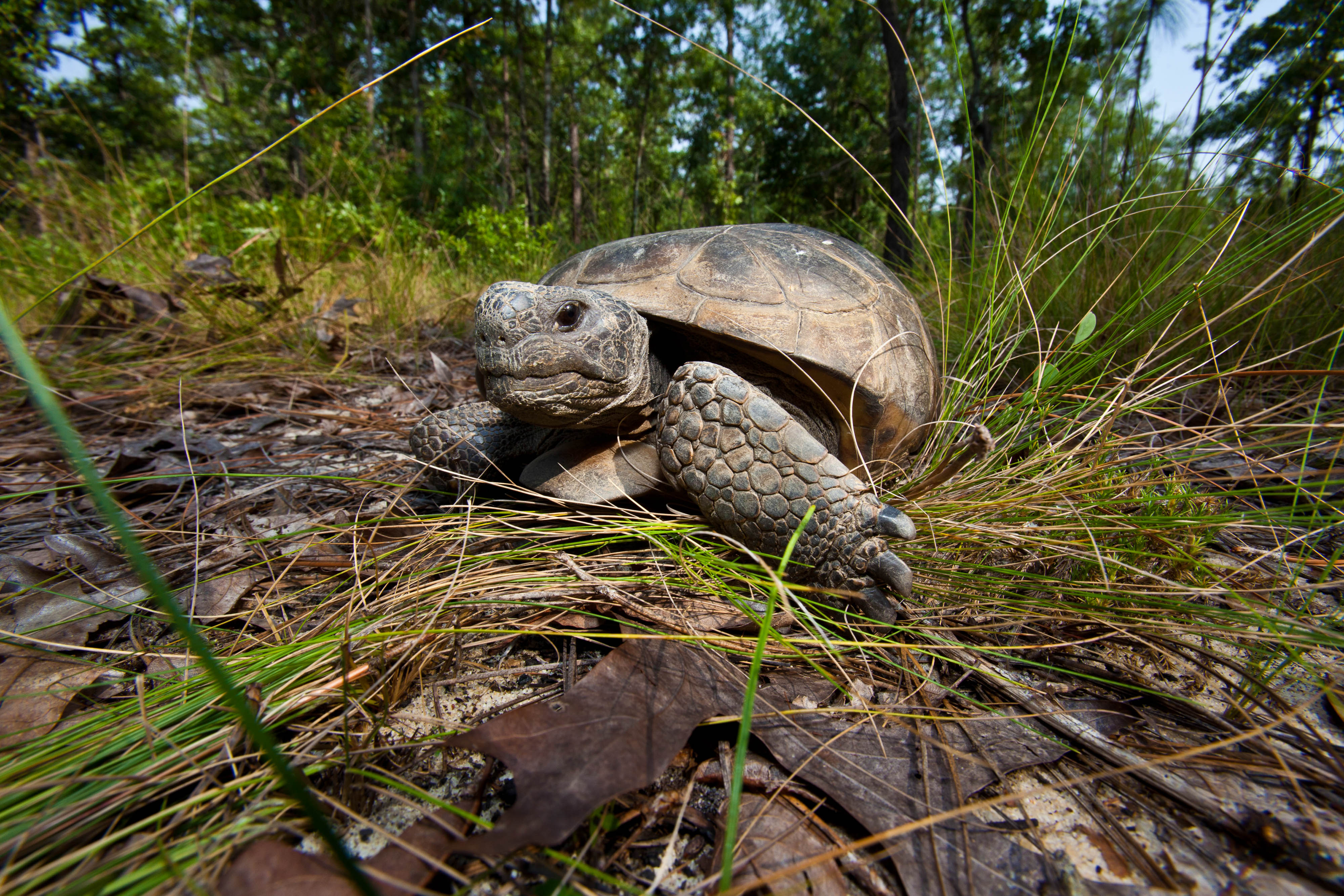 A gopher tortoise crawls over a clump of grass