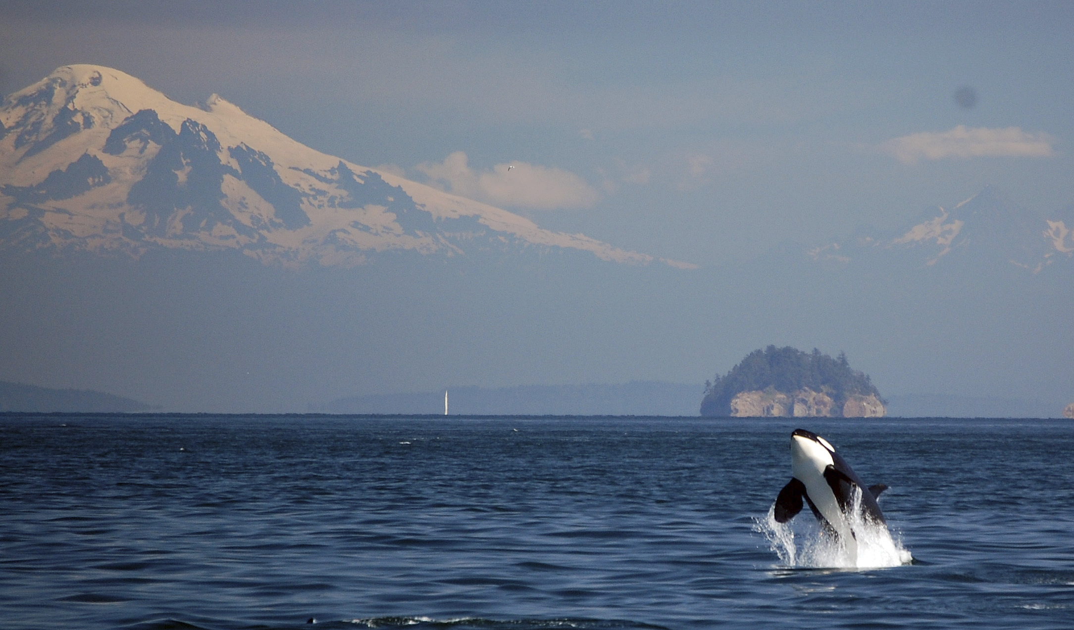 An orca leaps from the ocean into the air. Haze on the horizon obscures the base of a towering mountain peak in the distance.