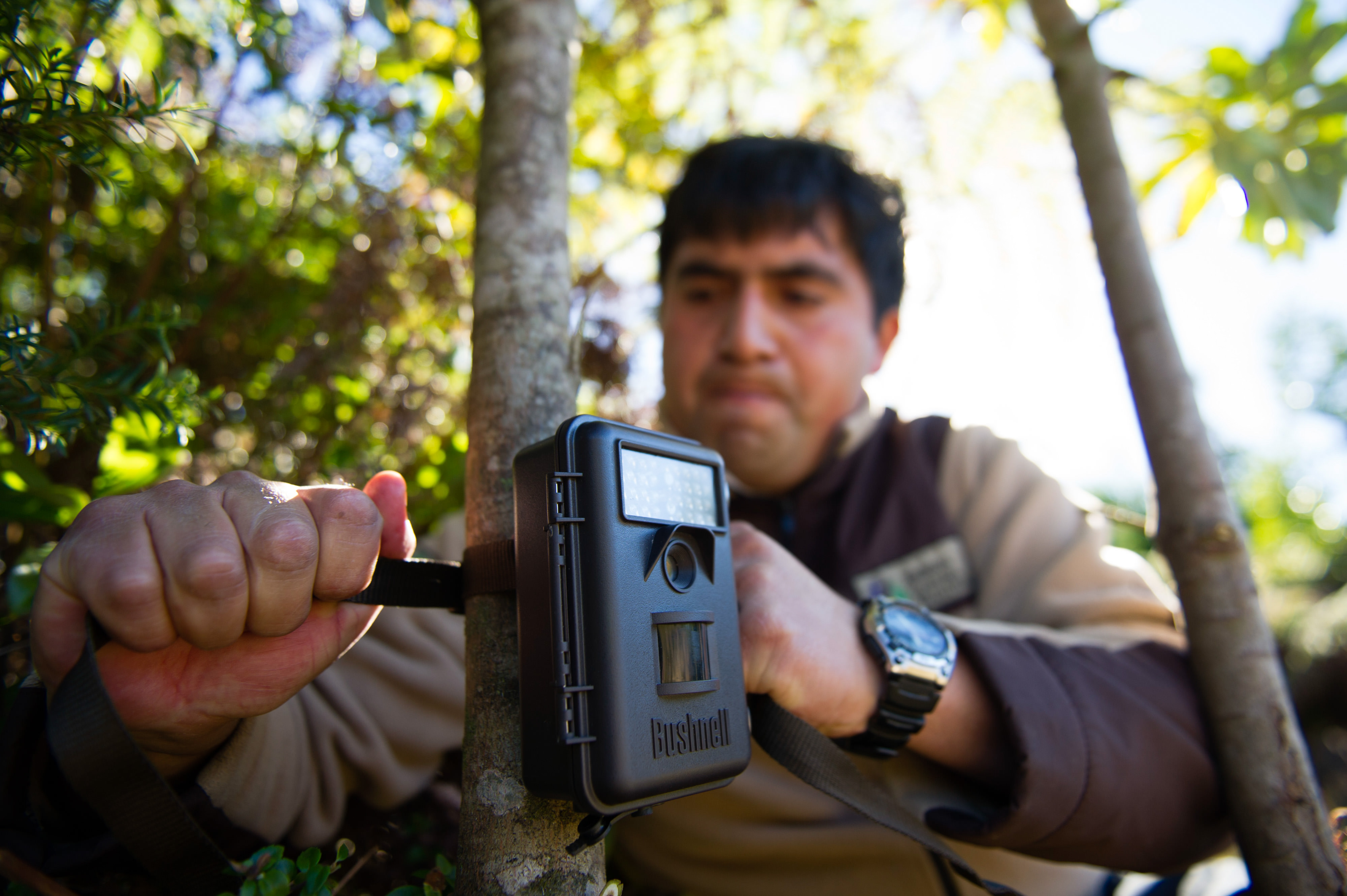  Erwin Ovando, uno de los guardias del parque de la Reserva Costera Valdiviana, coloca una cámara remota para captar presencia del Pudú.