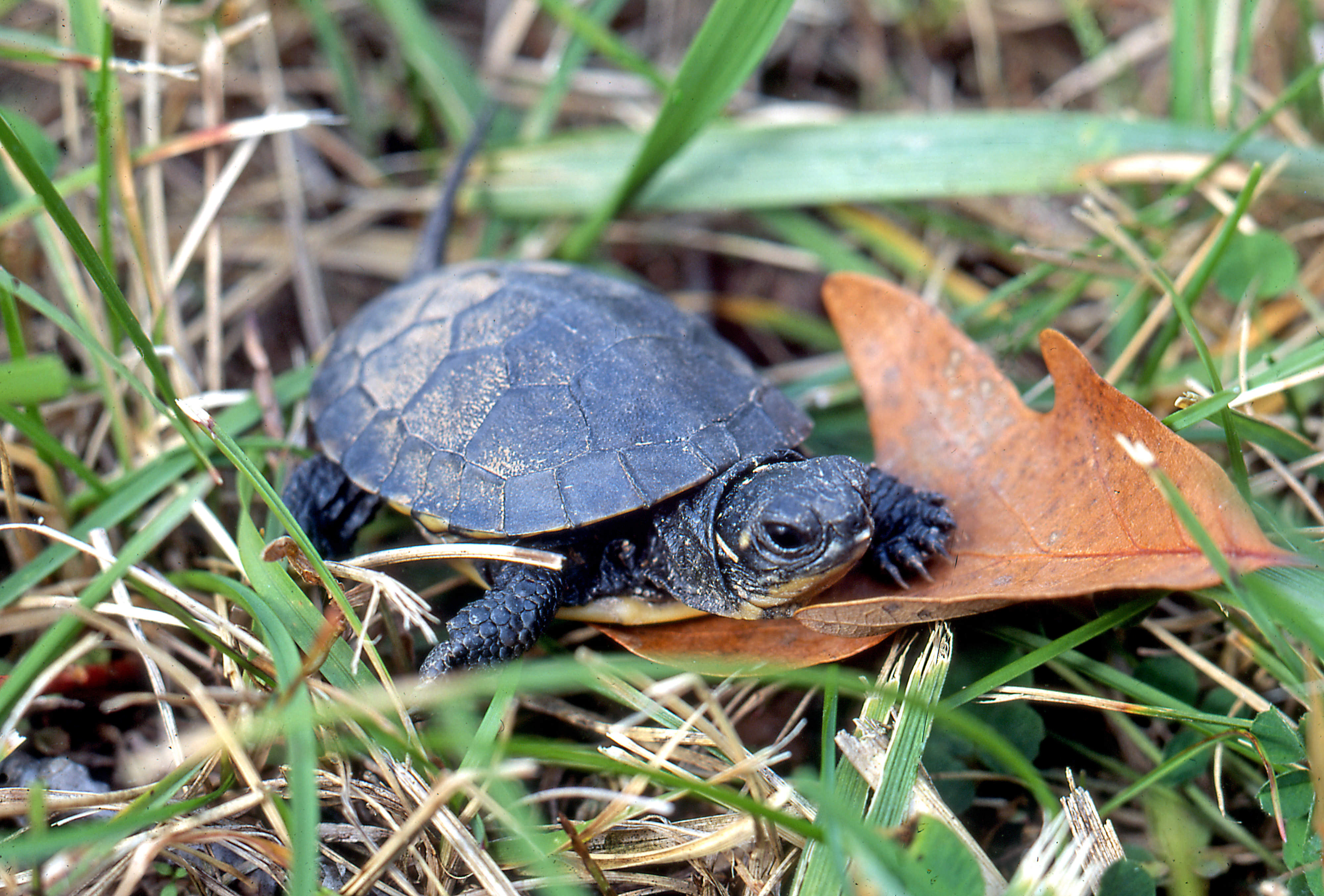 a small dark turtle on leaf surrounded by green grass.