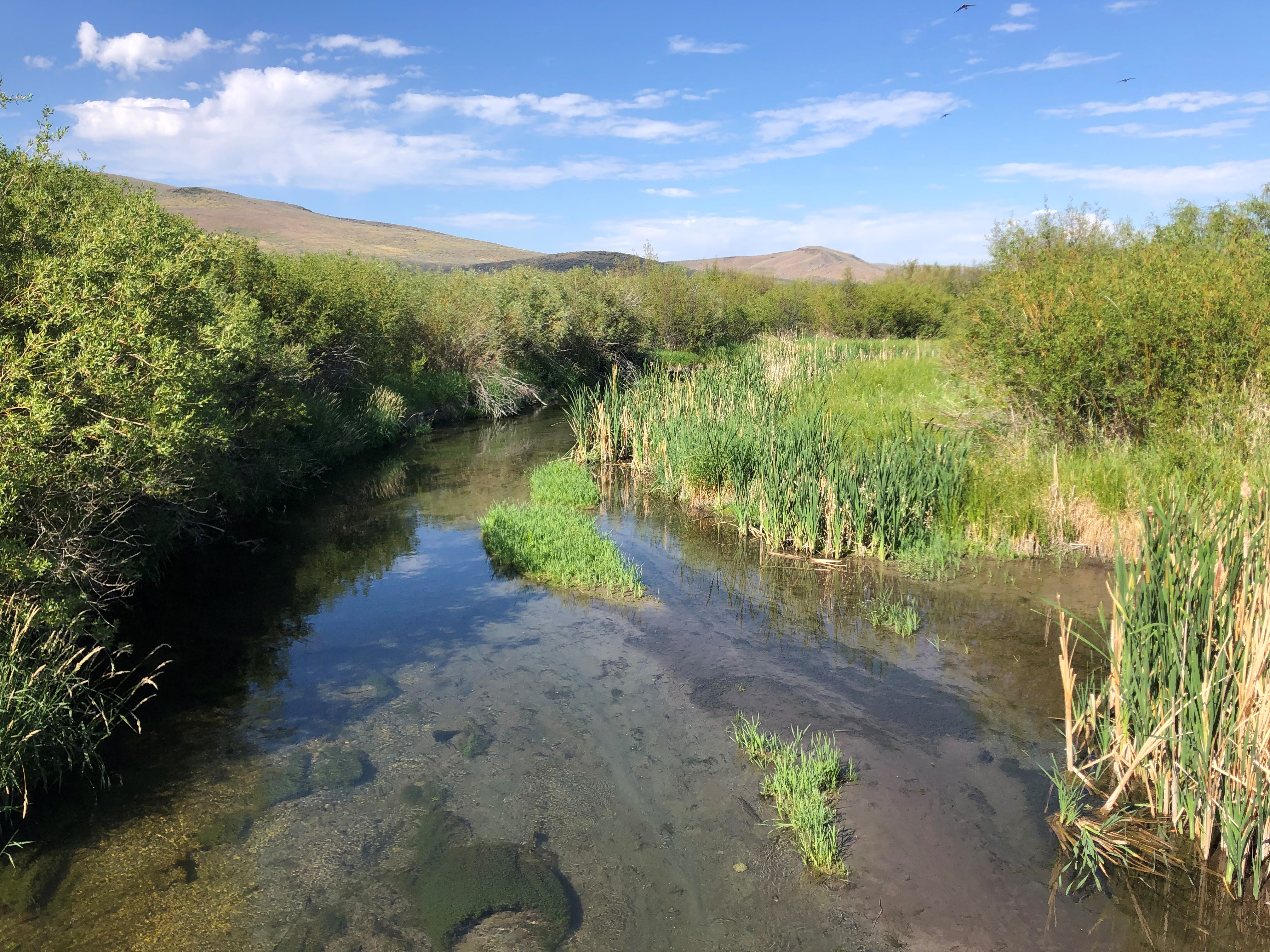 A stream meandering through willow plants with foothills in the distance.