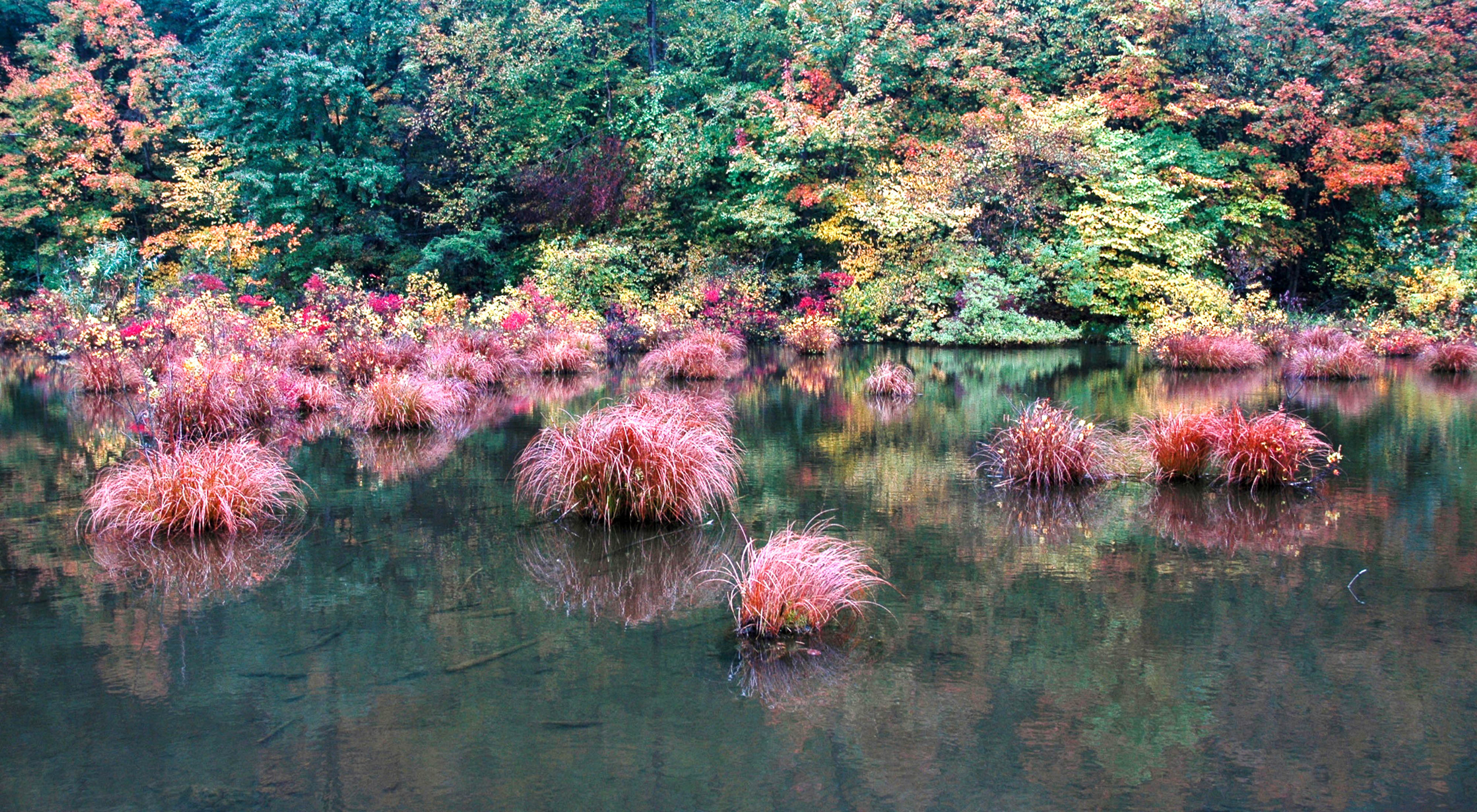 Pink plants emerge from dark waters.