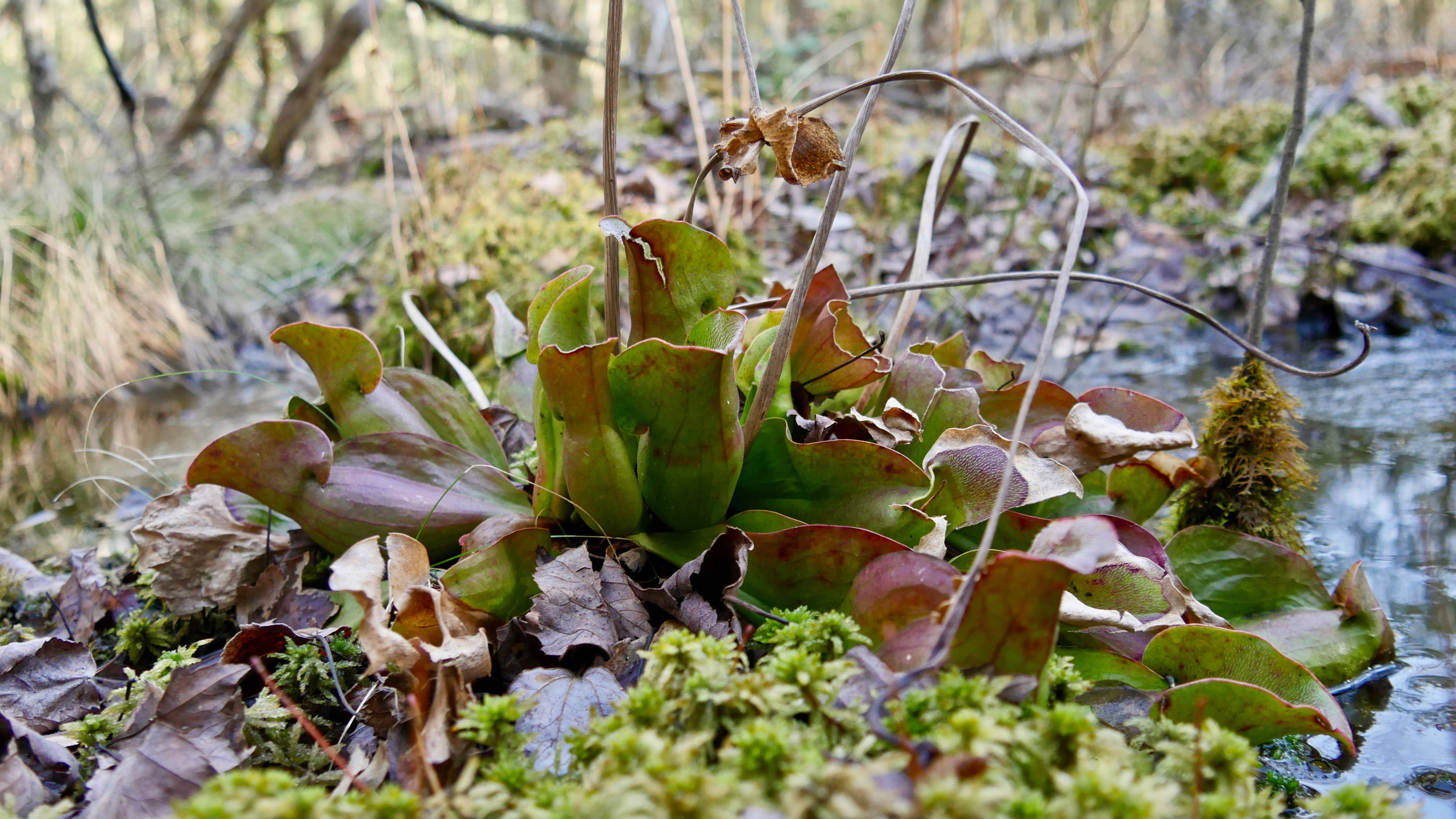 A clump of pitcher plants grow on the forest floor. The squat green tubes have a large opening to trap insects.