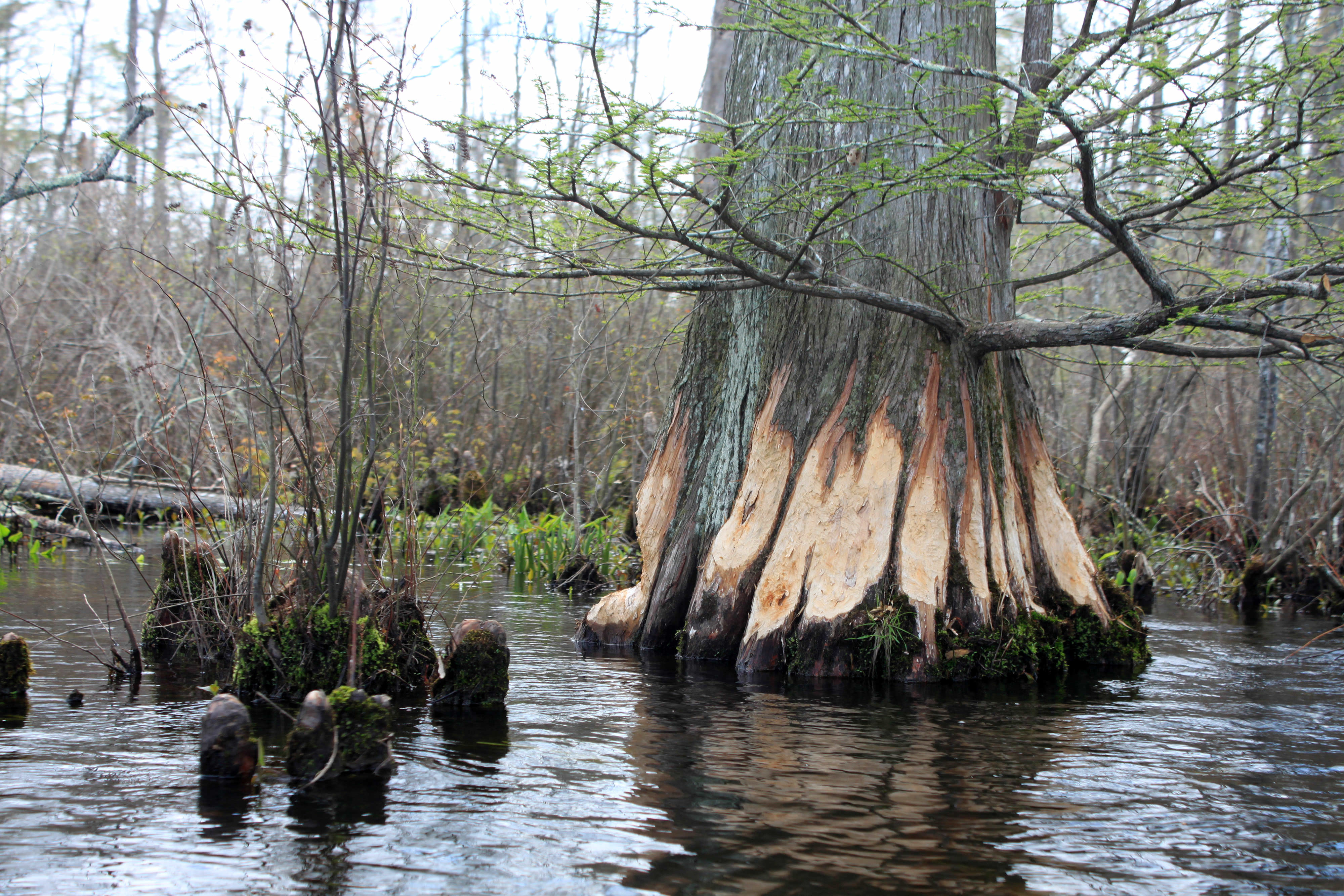 Strips of bright, fresh wood are exposed along the base of a cypress tree, showing where beavers have gnawed away the bark.