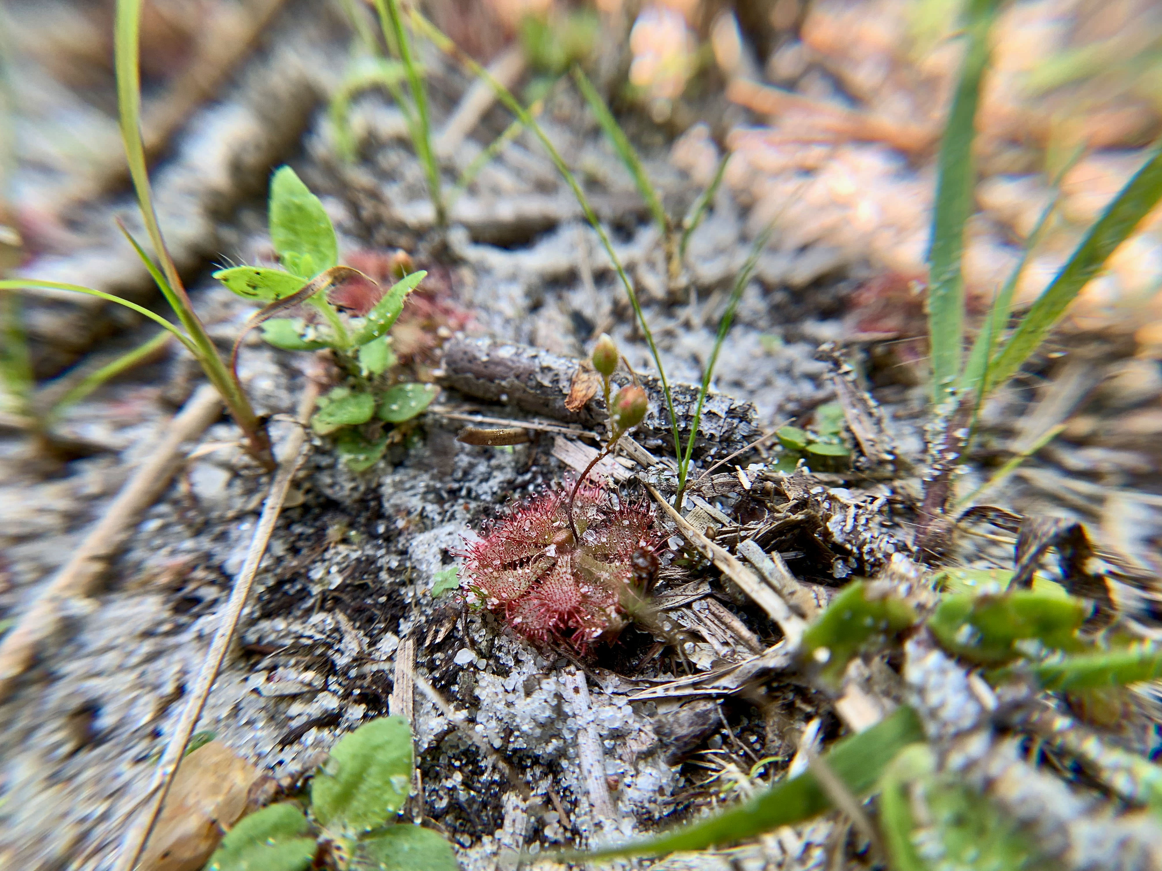 A carnivorous sundew plant grows on the forest floor. Spikey fringes are each tipped with a bead of sticky nectar to trap insects.