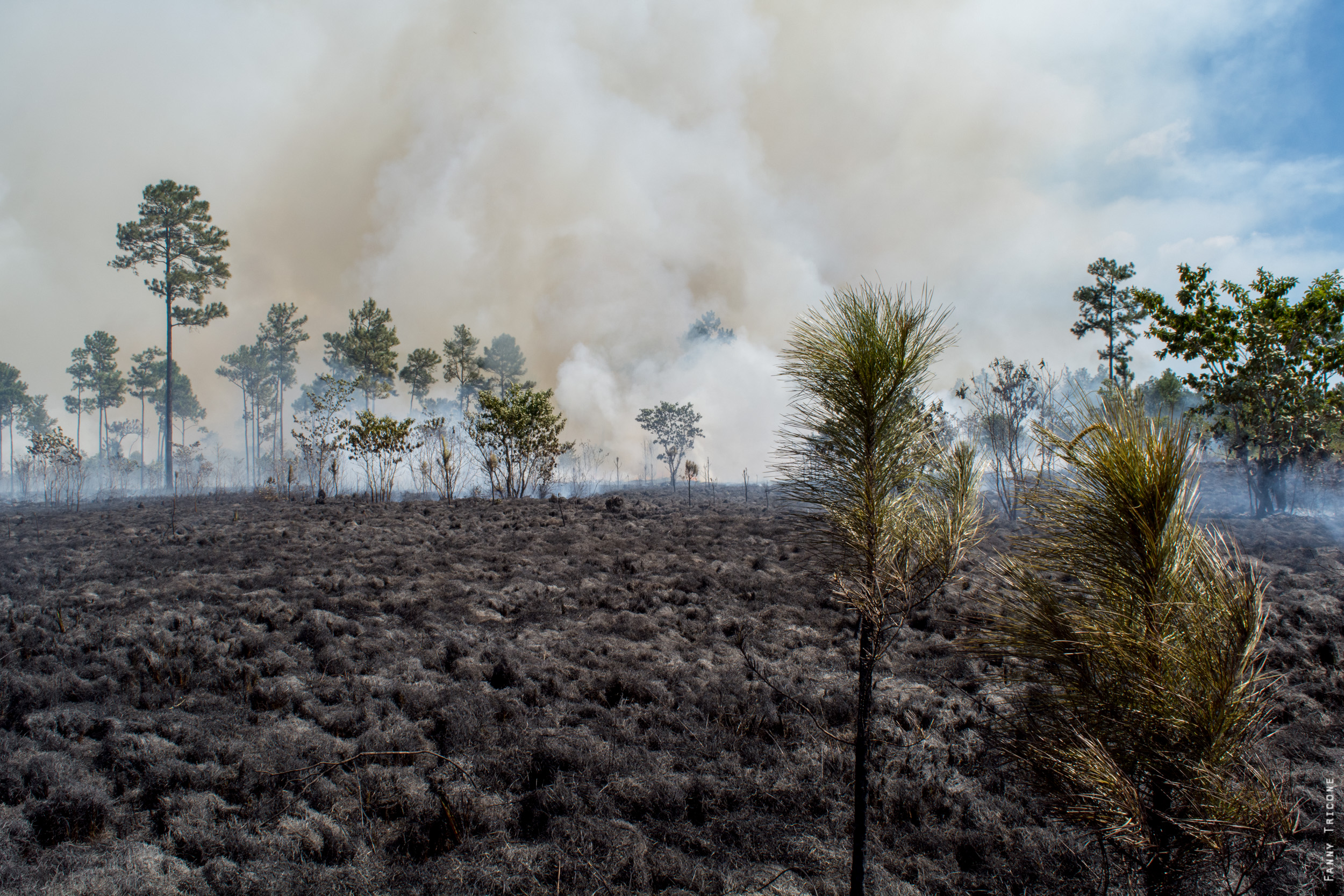 Pine seedlings stand tall in an area of field that has been burned during a controlled burn. Thick smoke rises in the background and the low intensity fire advances forward.