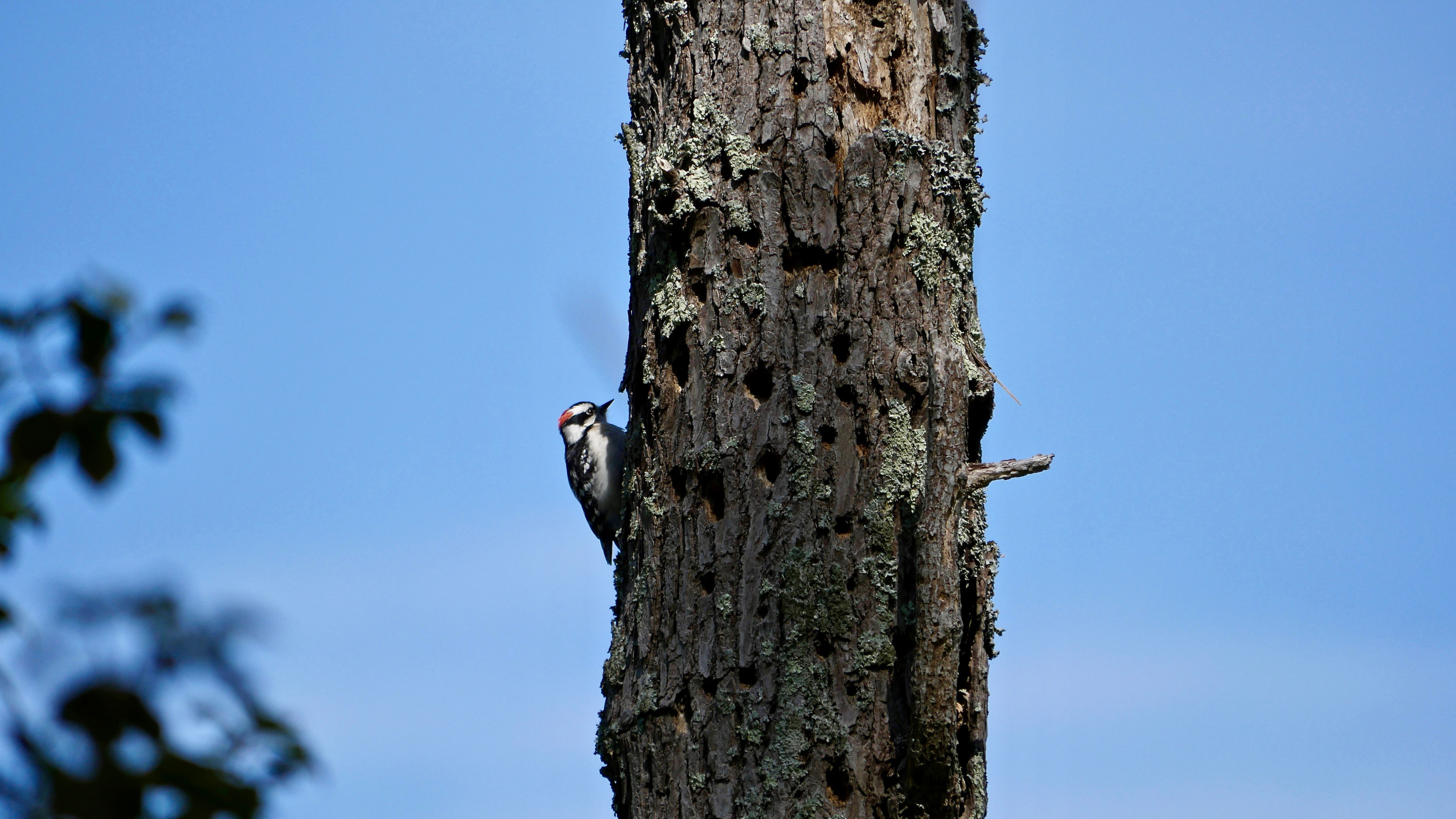 A small gray and white woodpecker perches on the side of a pine tree.