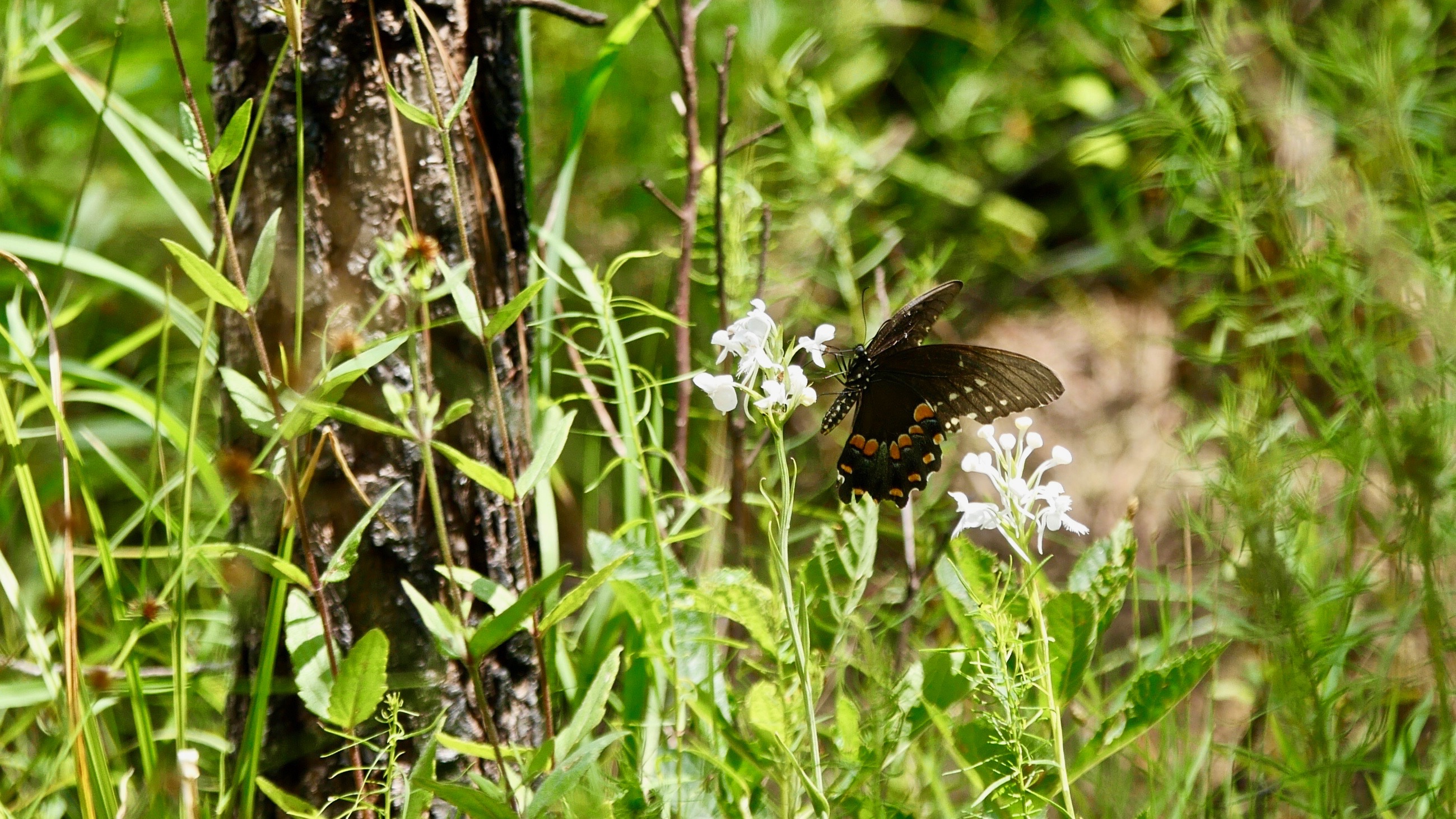 A black and orange butterfly sits on a small white orchid collecting nectar. Tall grasses and vegetation surround the plant.