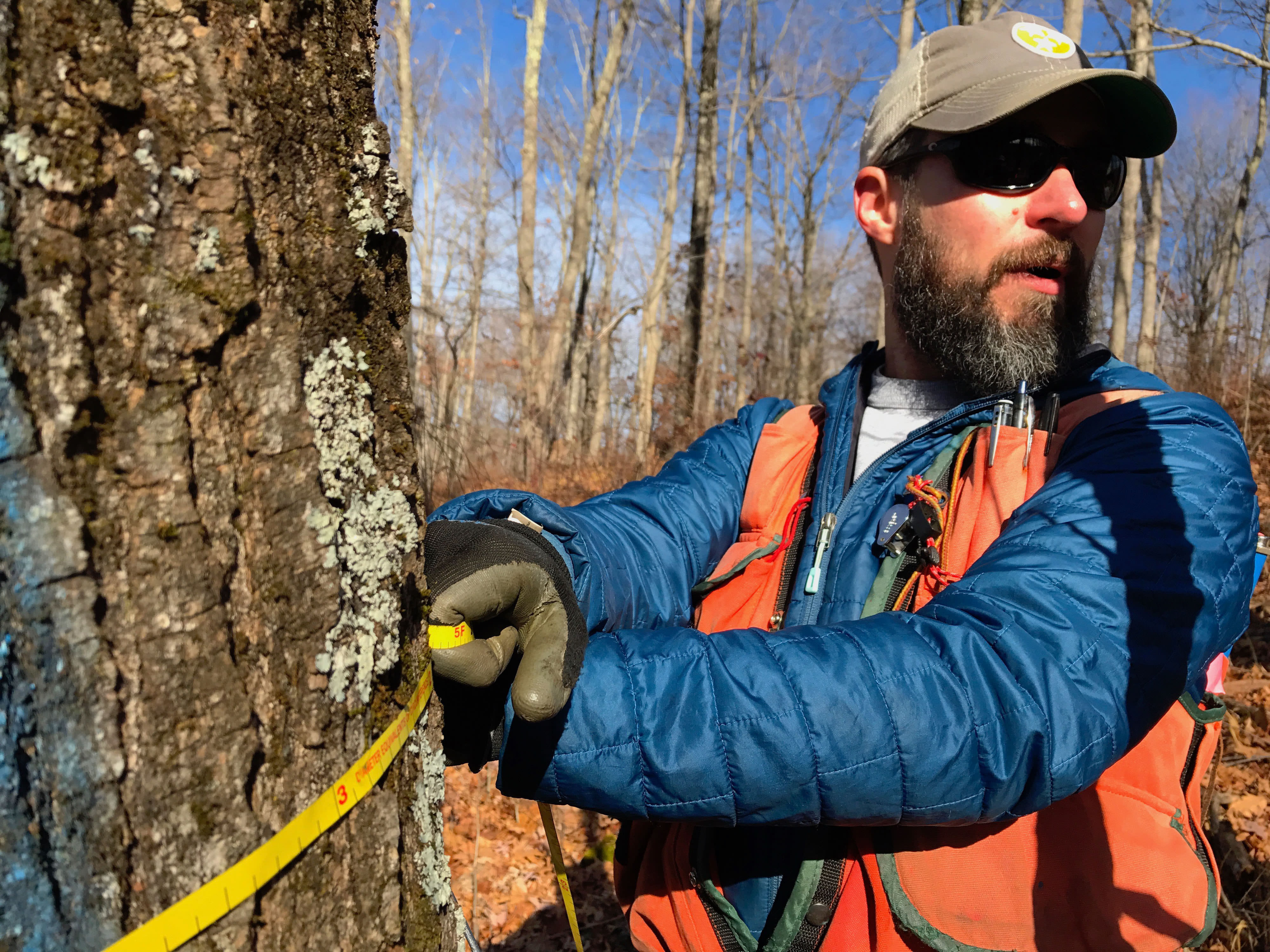 A man wearing a blue jacket and orange vest uses a narrow yellow tape measure to measure the circumference of a tree in a forest.