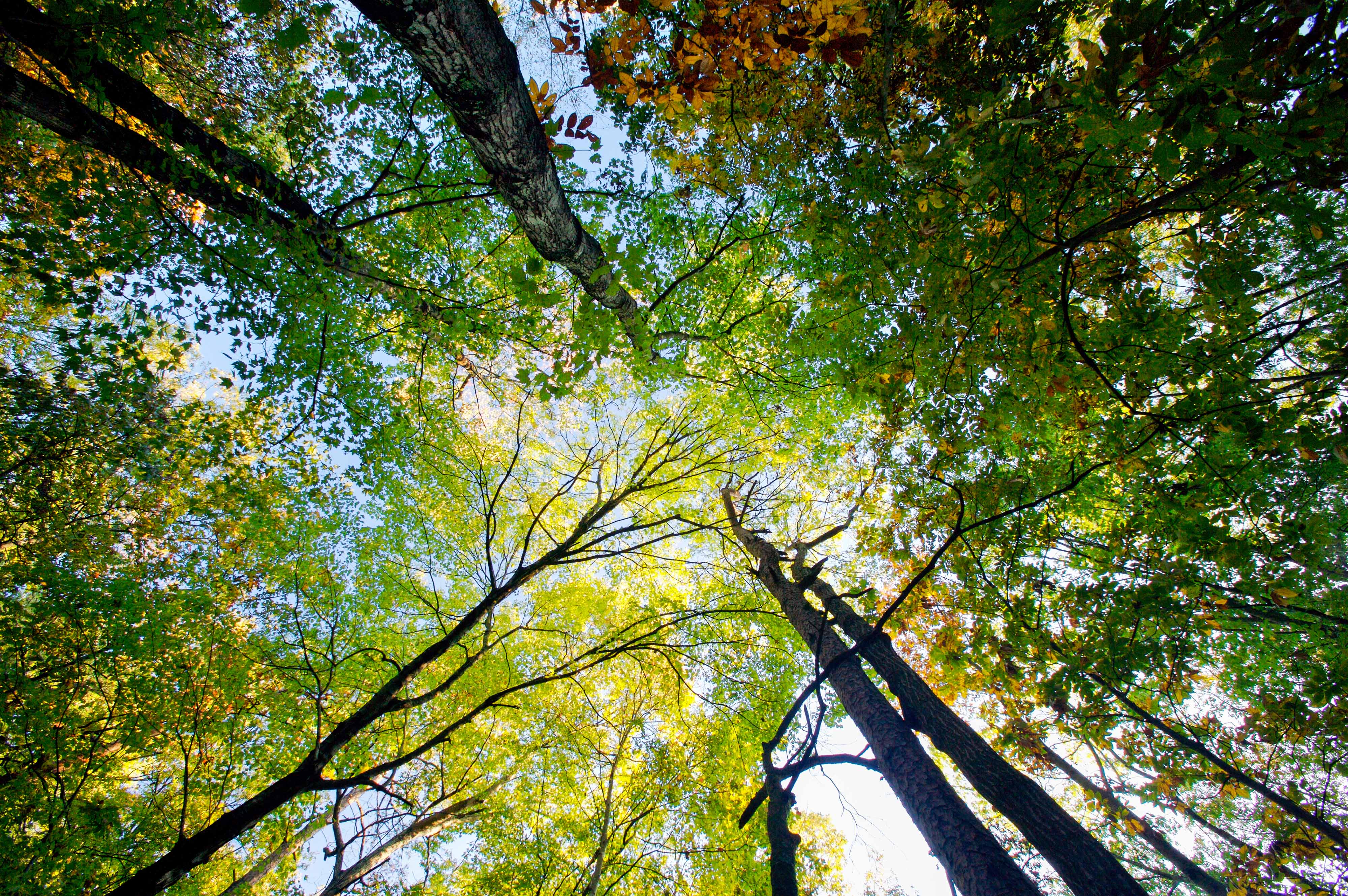 View looking up toward the tops of tall trees in a forest.