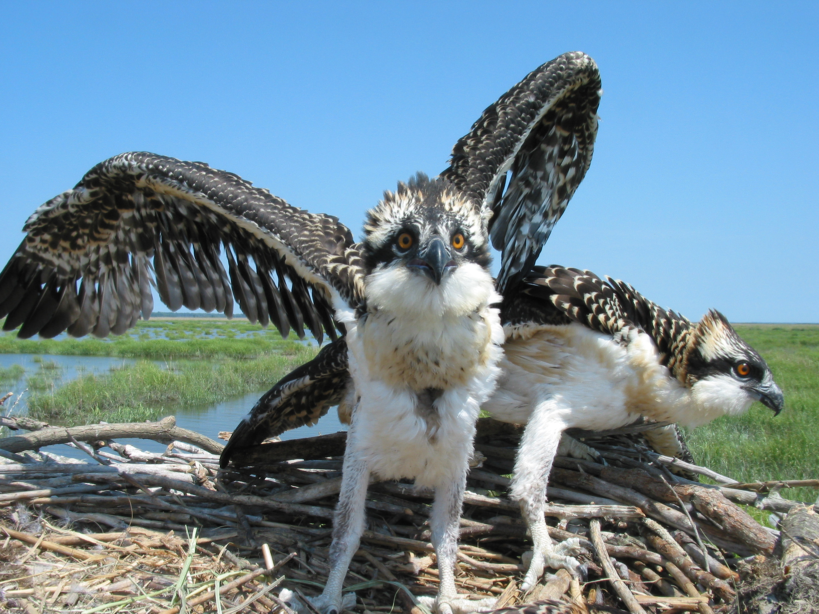 Two young ospreys are standing in a nest. 