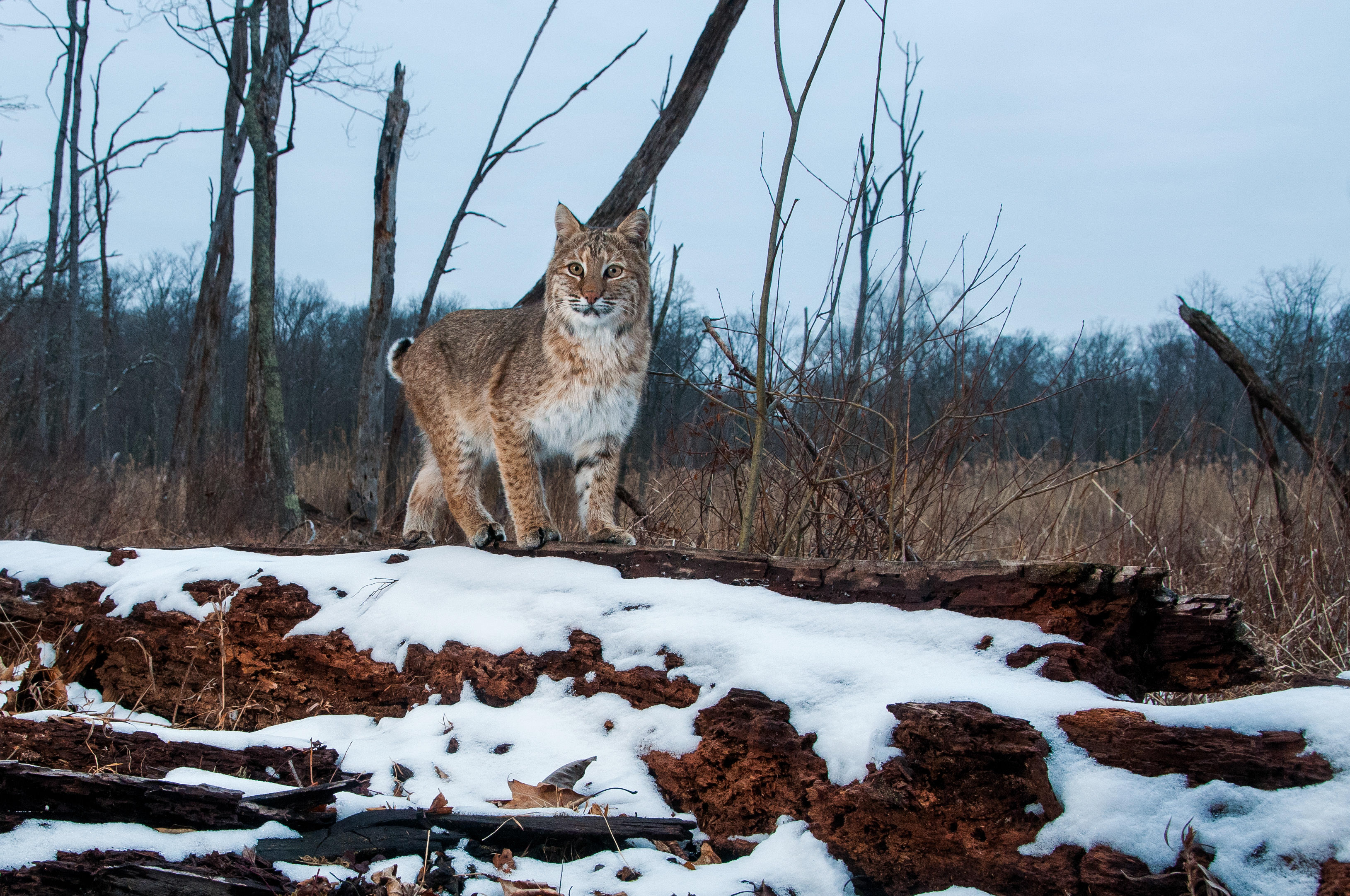 Bobcat standing on a snowy log.