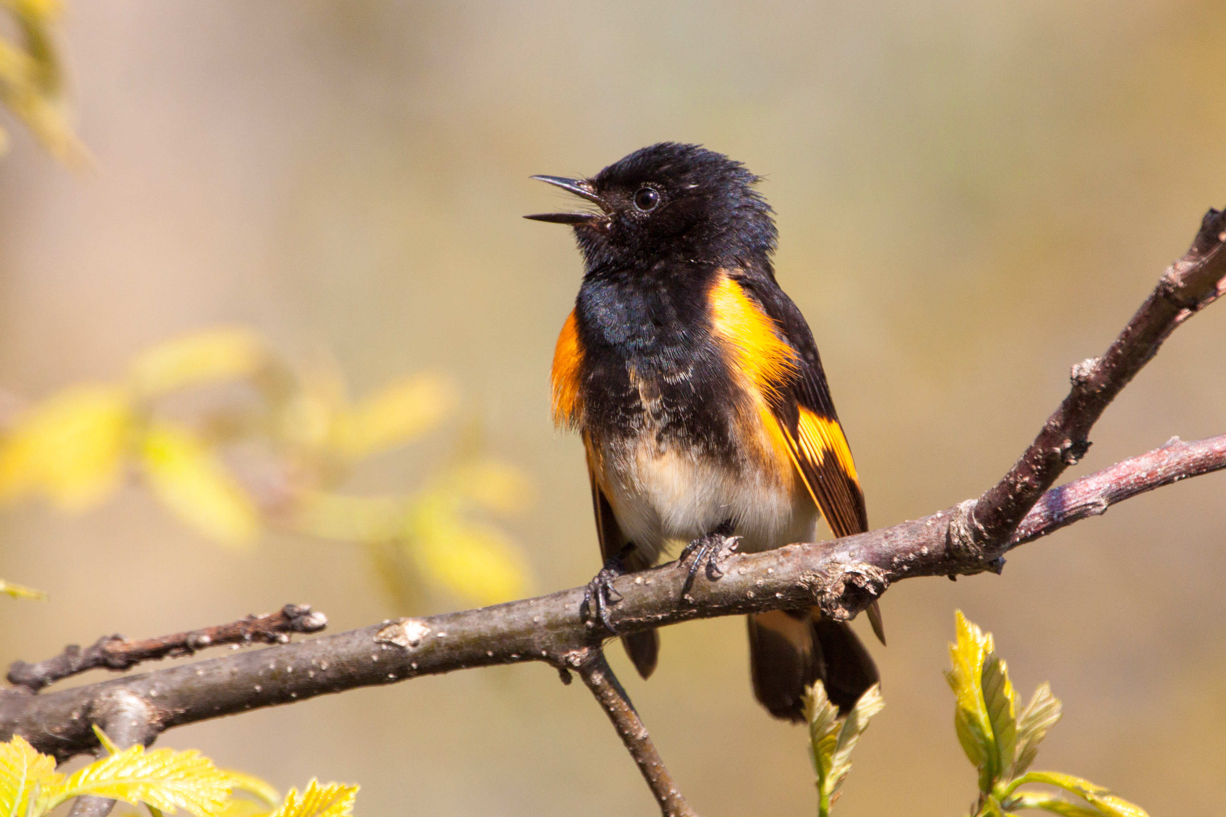 An orange and black bird calls while sitting on a tree branch.