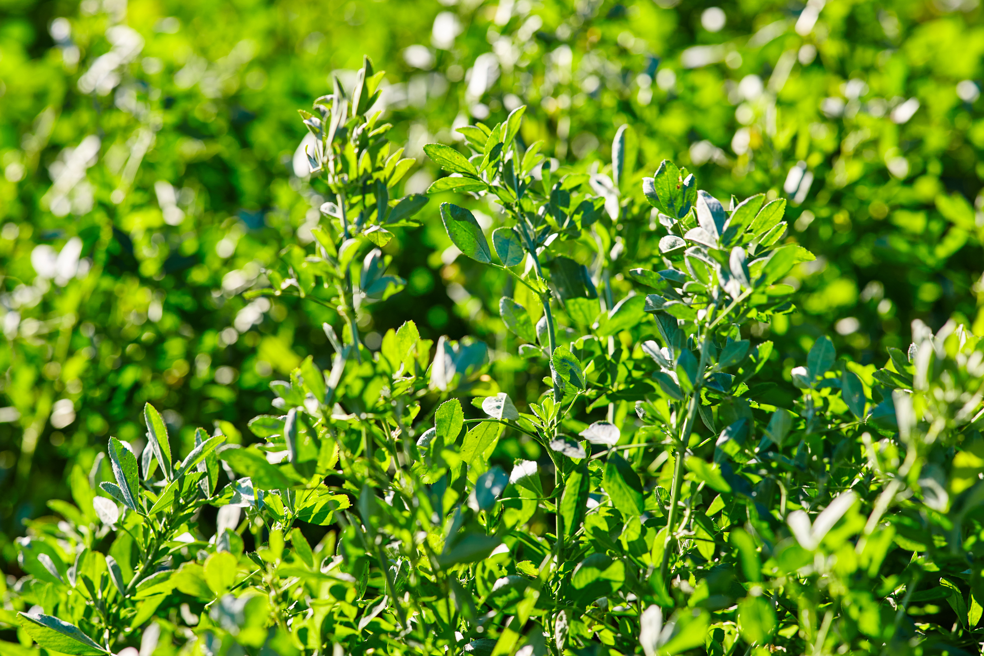 A close up image of green alfalfa plant growing.