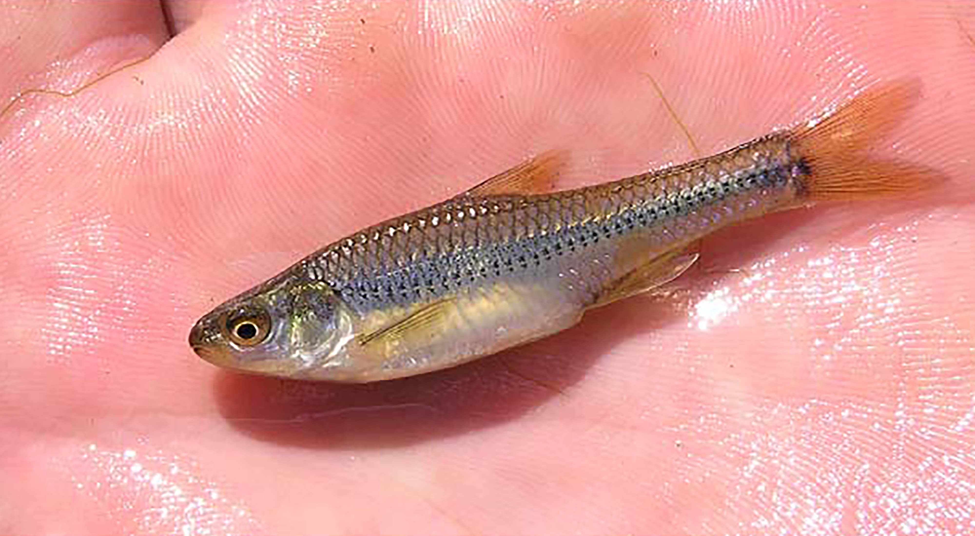 A small minnow in the palm of someone's hand.