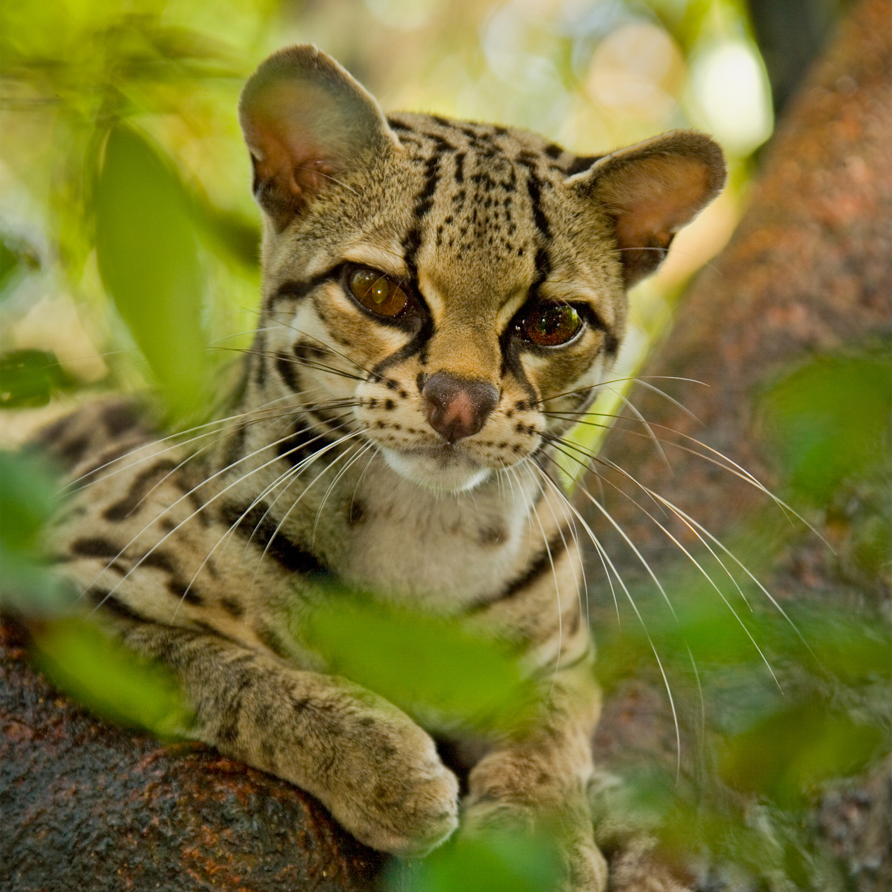 a close-up of a margay, a small type of leopard