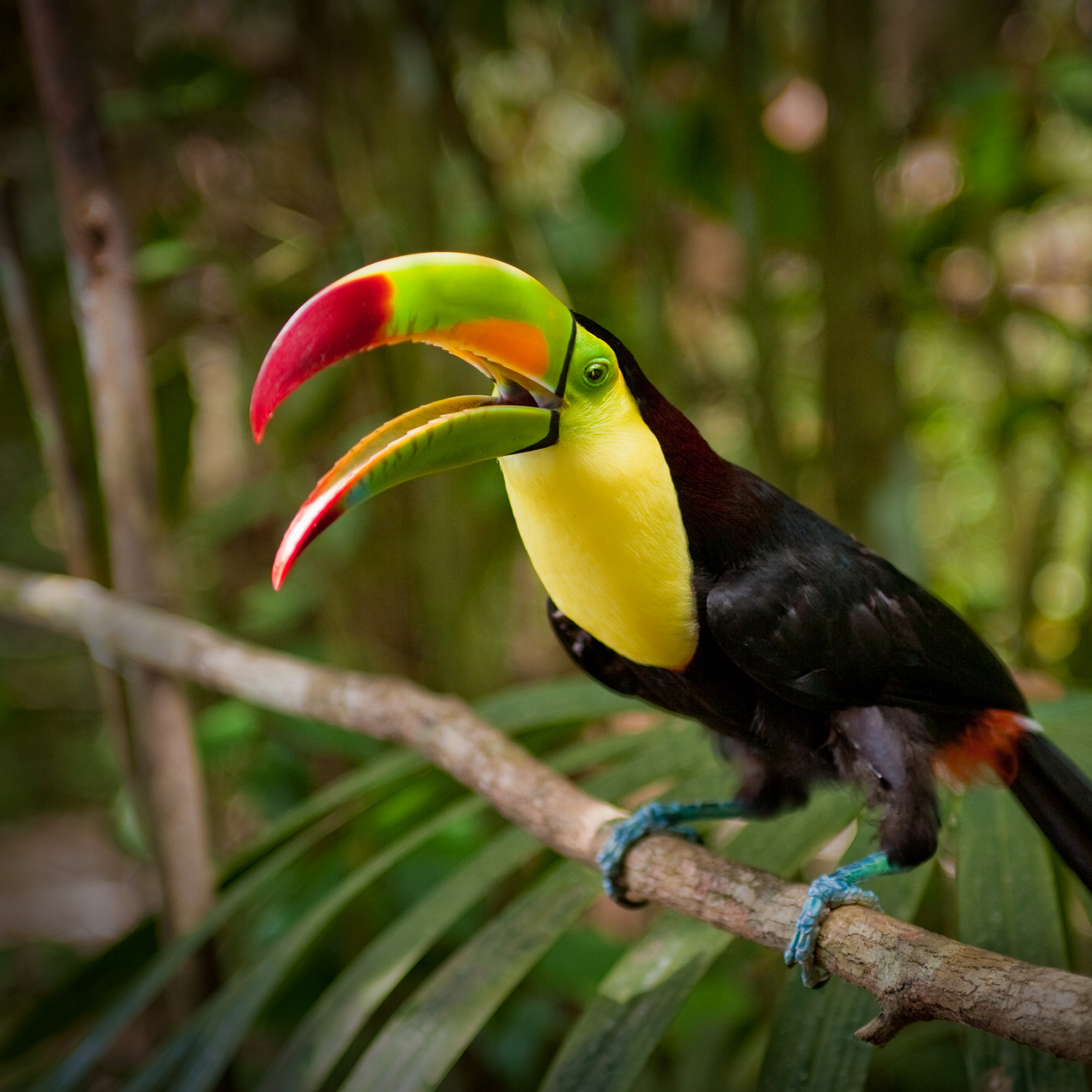 a keel-billed toucan perches on a branch     