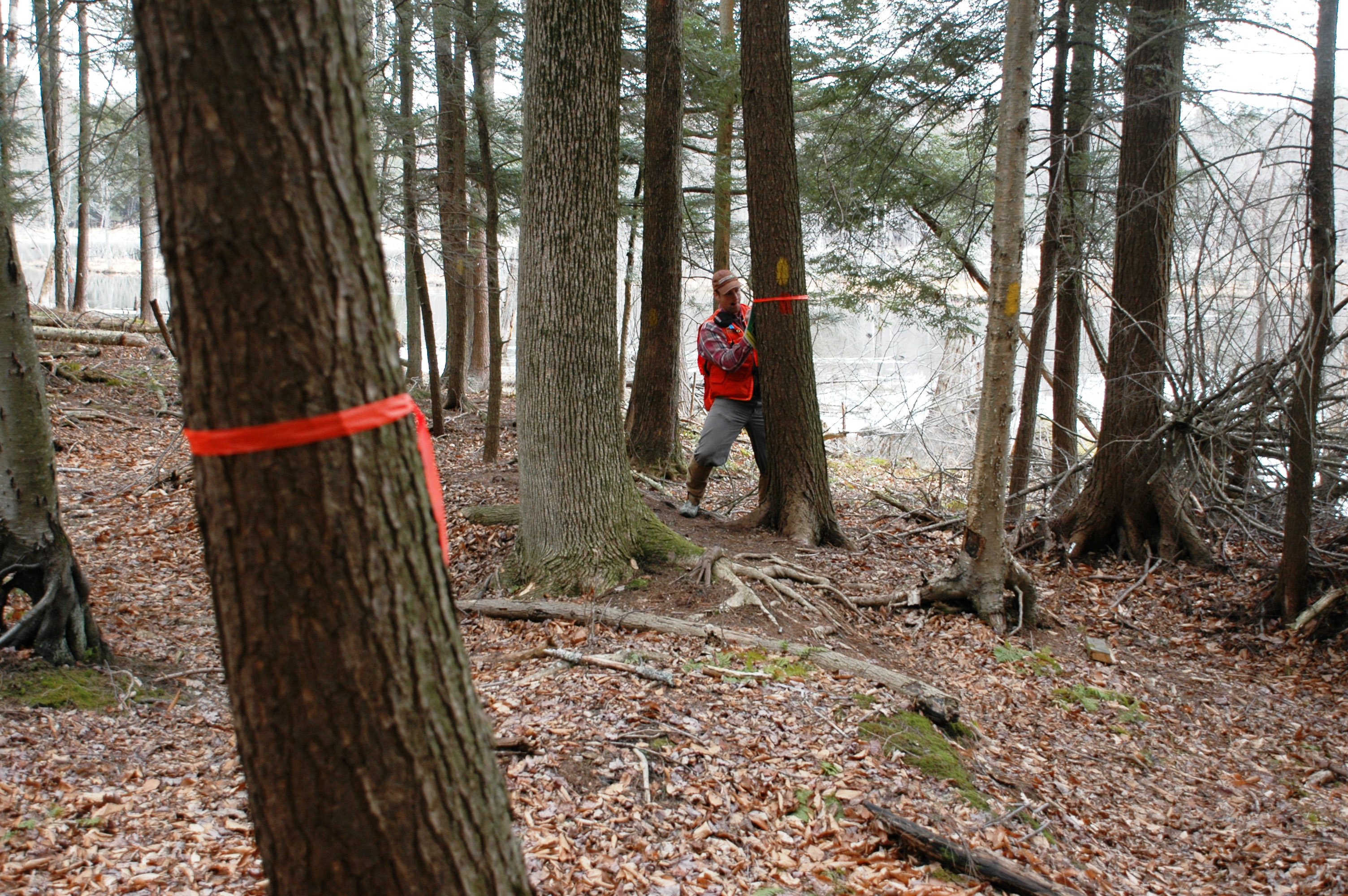 A man in a bright orange vest ties orange ribbons around selected trees in a forest.