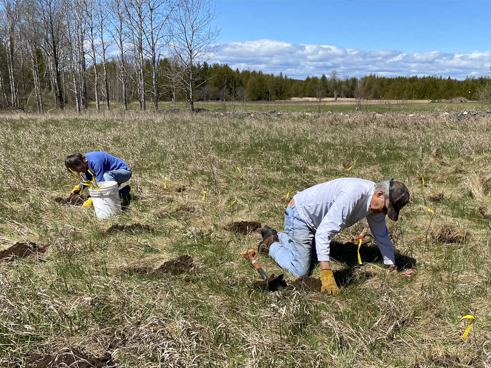 Two people kneel in a grassy field where they are digging holes to plant tree seedlings. 