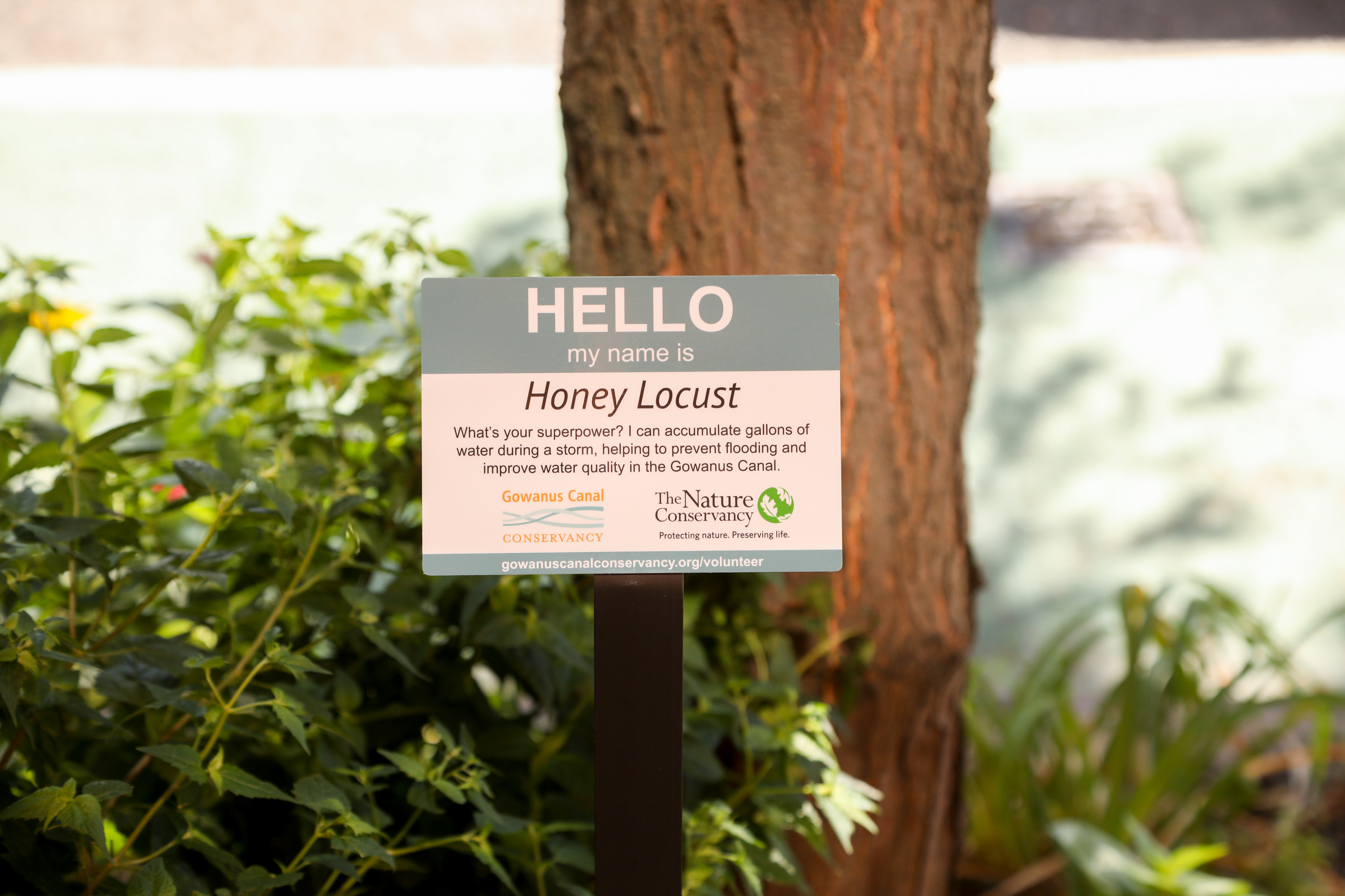 Closeup view of a sign accompanying a Honey Locust tree, with the words "Hello" in at center. The small sign is in the foreground and green shrubs and a tree trunk are in the background.