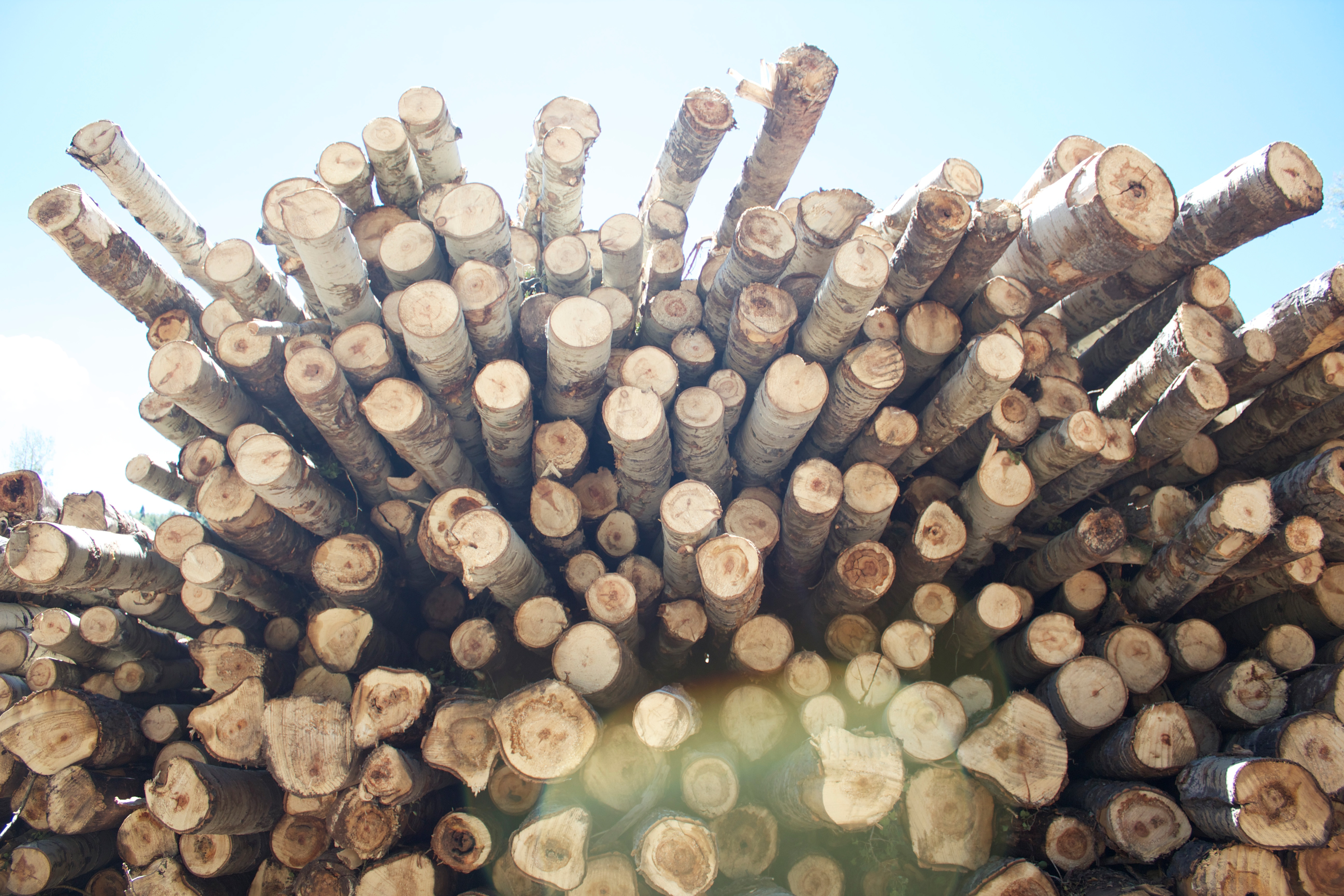 A pile of cut logs.