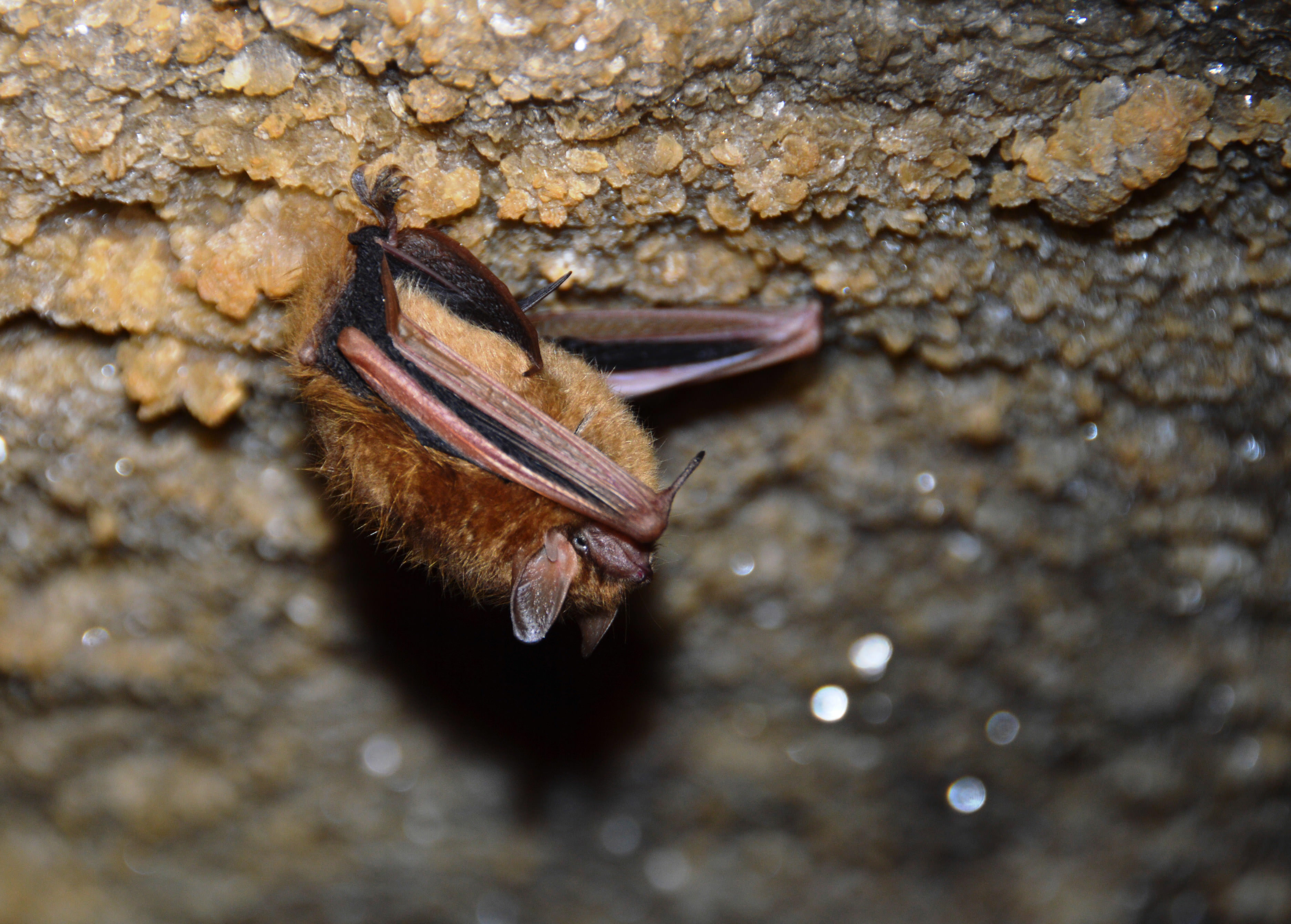 Tri-colored bat in Tennessee cave.