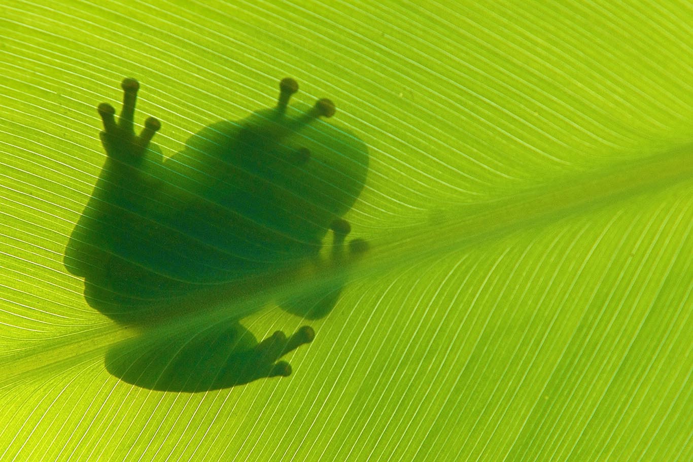 Silhouette of a green tree frog sitting on top of a leaf.