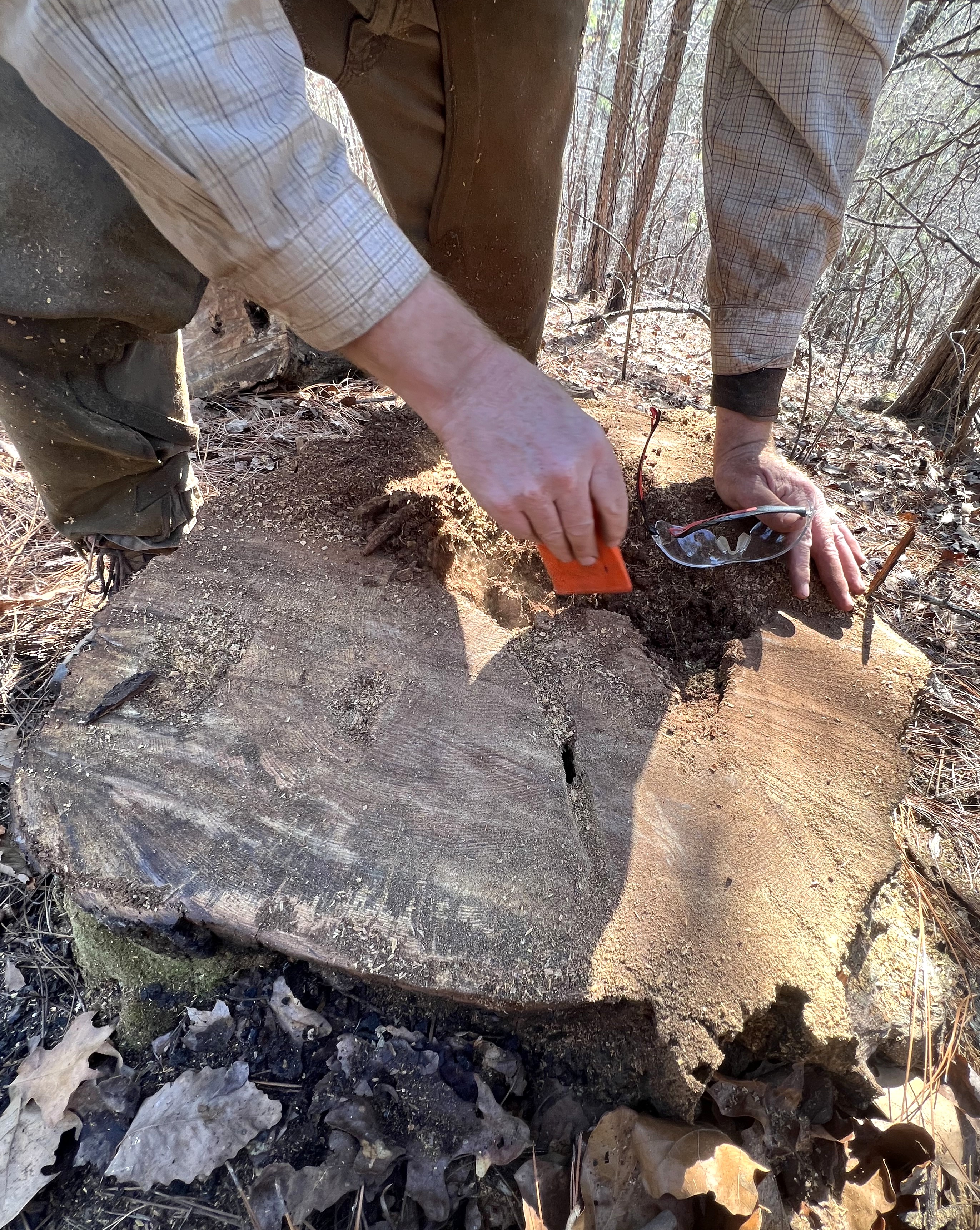 Two hands use a tool to take a sample from a tree stump.