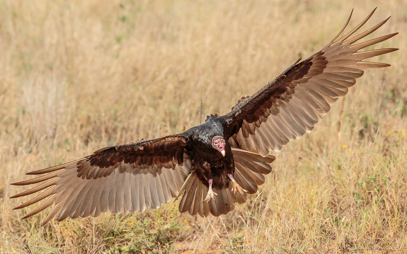 A turkey vulture lands in a field with its wings outspread. 