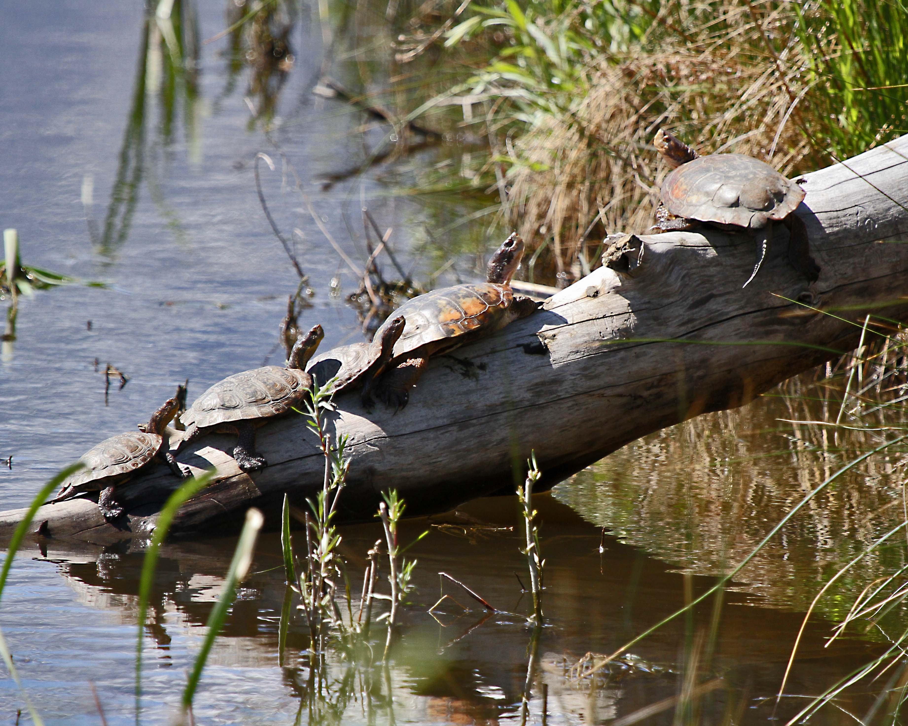 A group of turtles on a log sticking out of a pond.