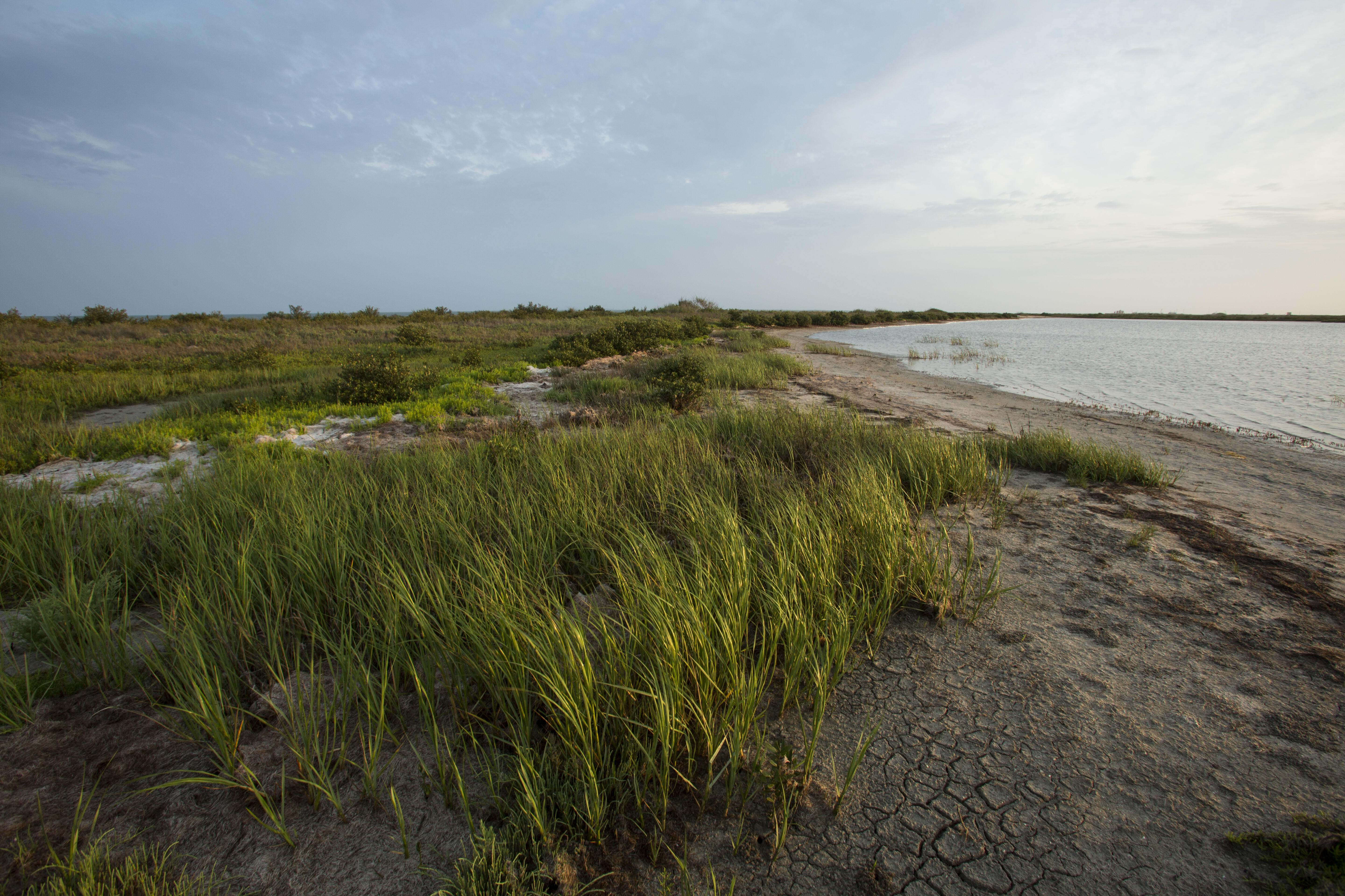 Tall, green prairie grass lines sandy beach along the ocean.