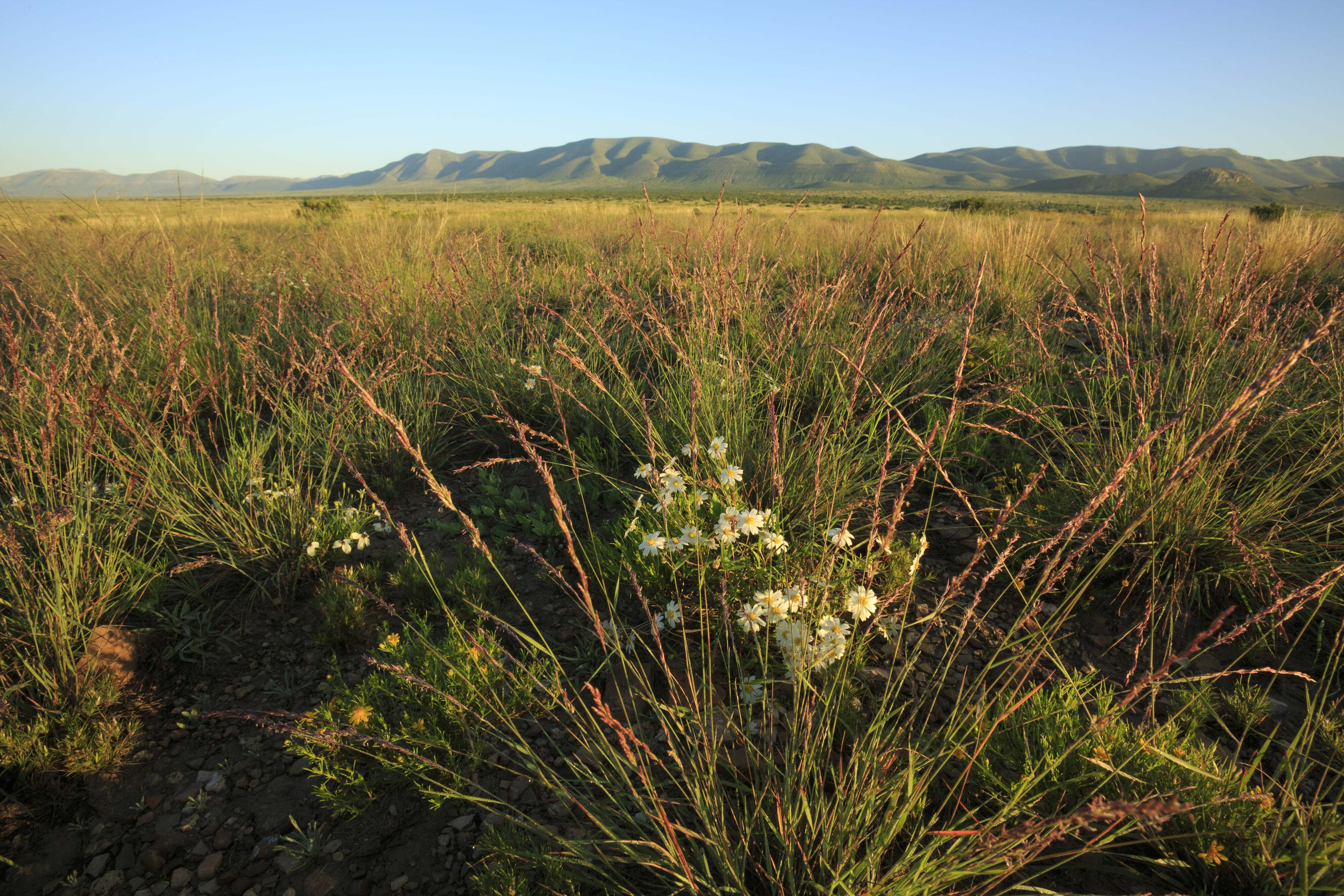 White flowers bloom in tall yellow and green prairie grass as mountains rise up in the distance.