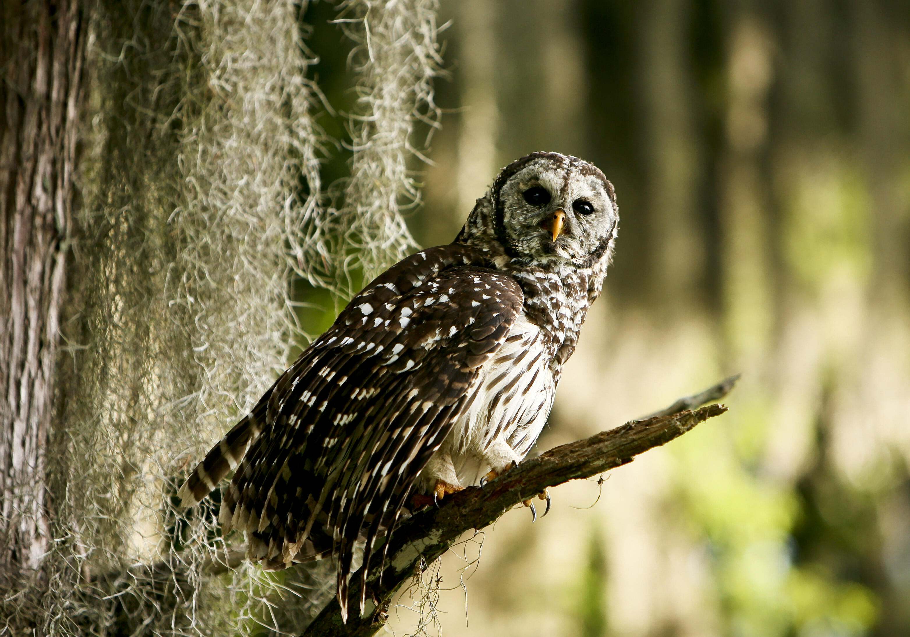 An owl stares straight at the camera with mottled, brown feathers and a white chest.