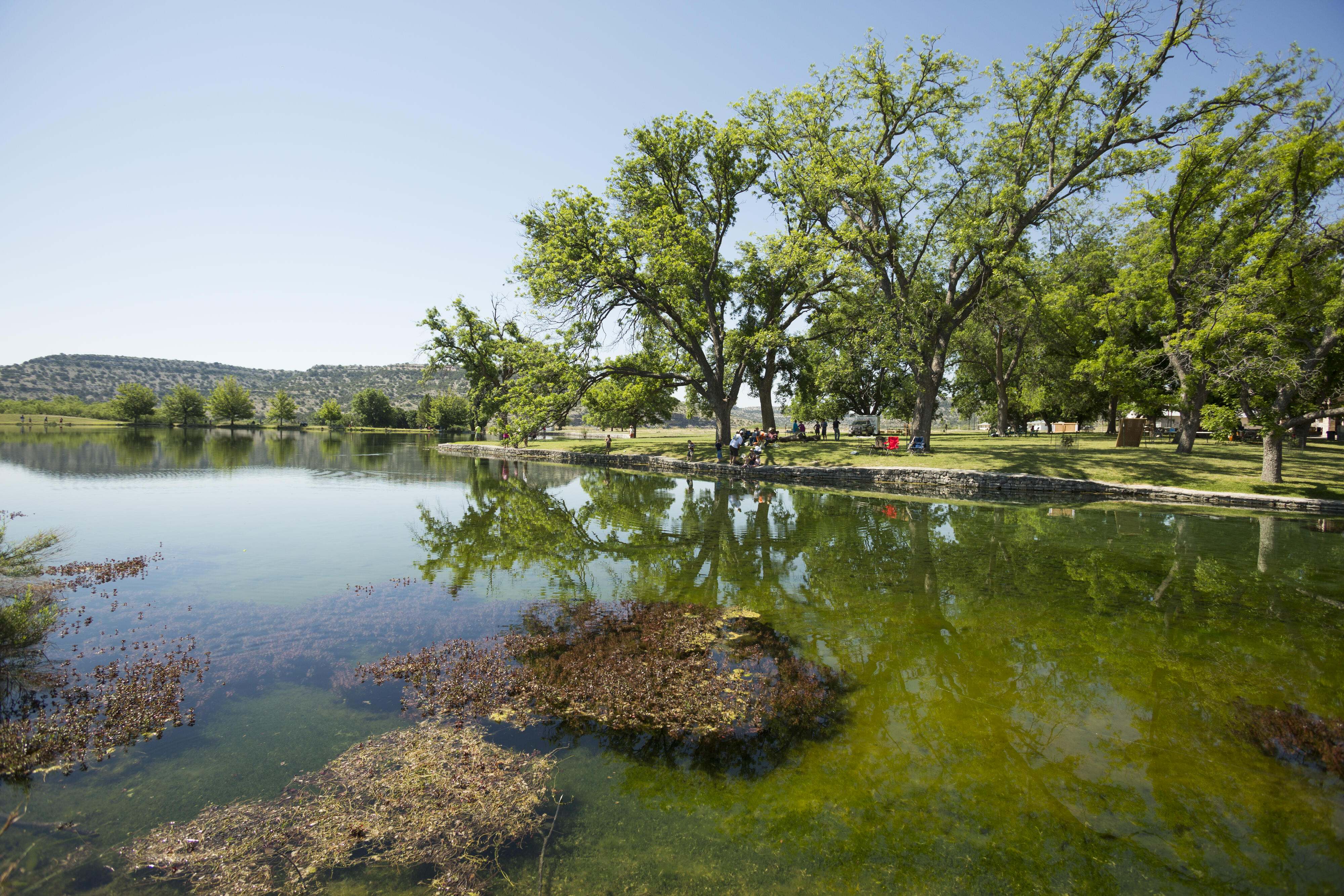 Trees line a pond sprinkled with aquatic plants.