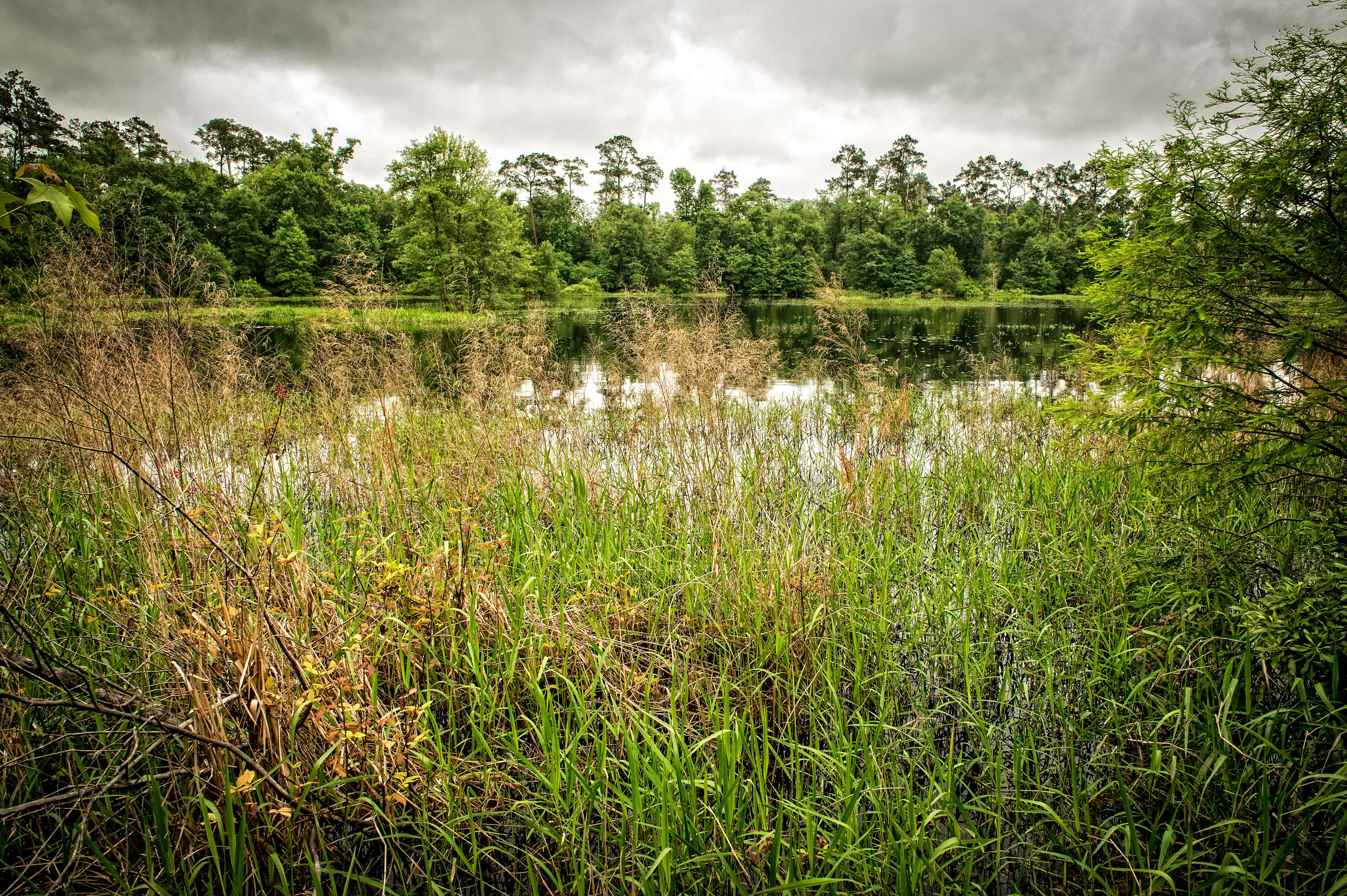 A small pond surrounded by dense, green forest and tall grass.