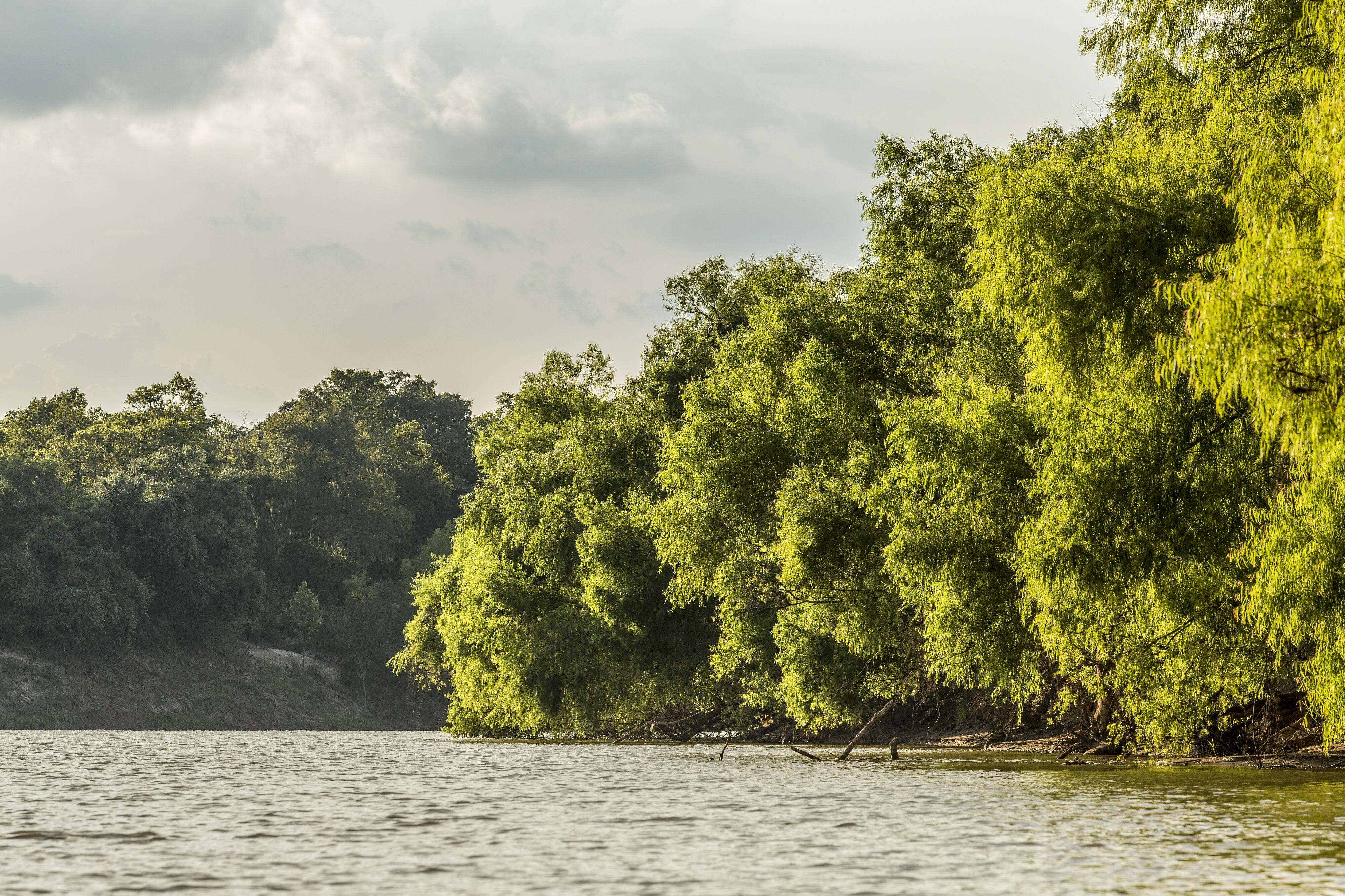 Dense trees line the edge of a flowing river.