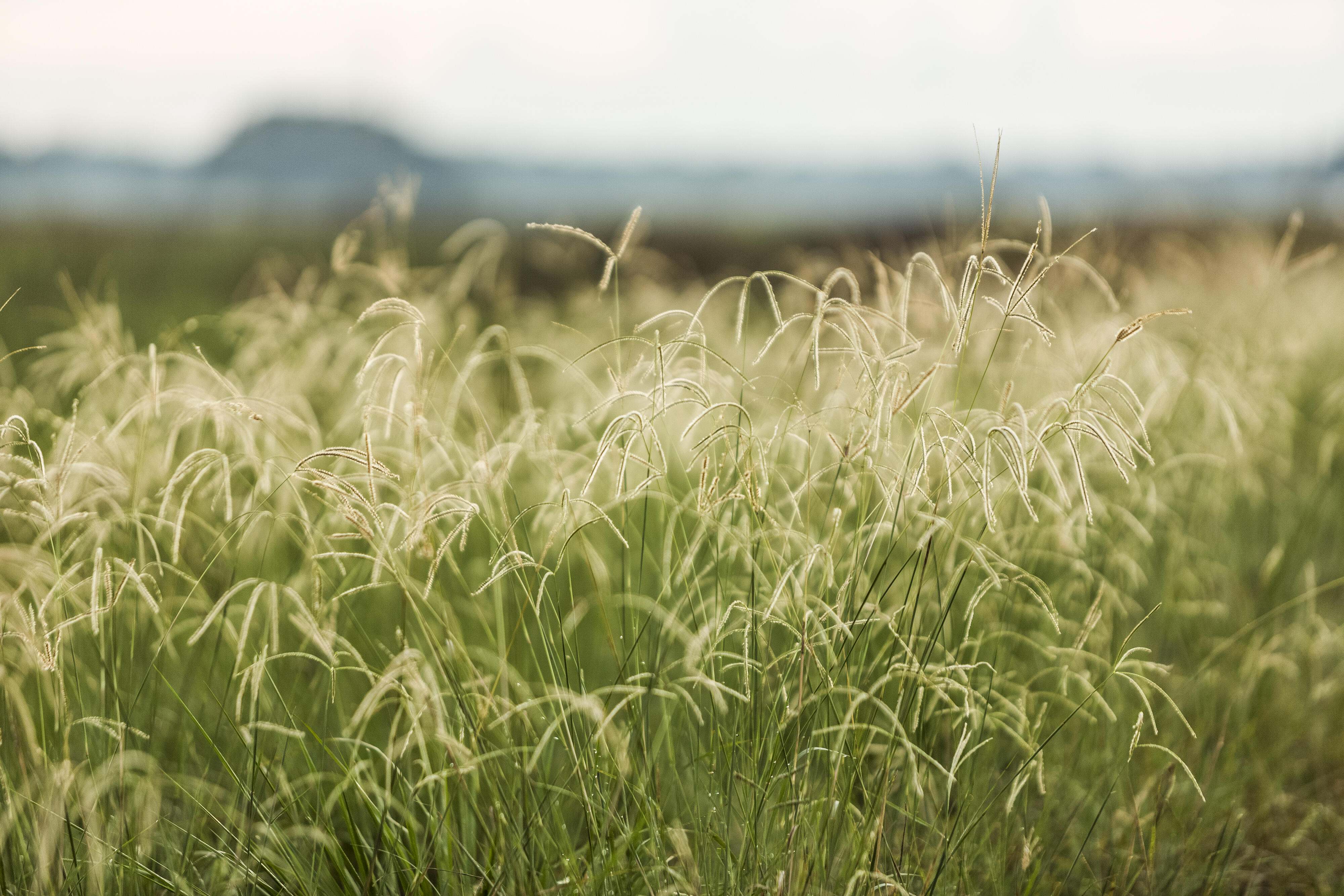 A field of longstem grass with feathery ends.