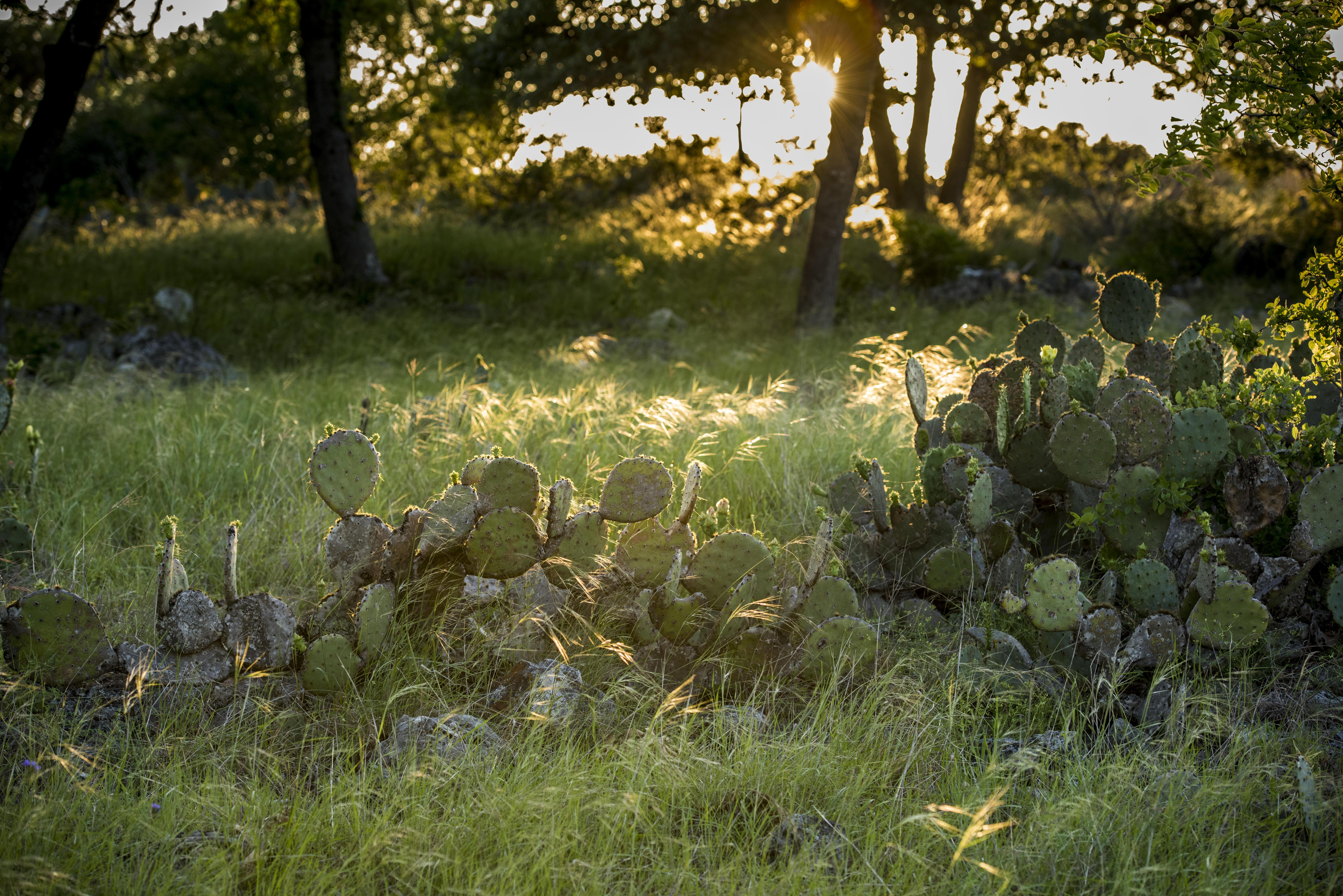 Streaks of sunlight illuminate mounds of green prickly pear cactus, growing upwards amongst a field of thick grass and shrubs. 