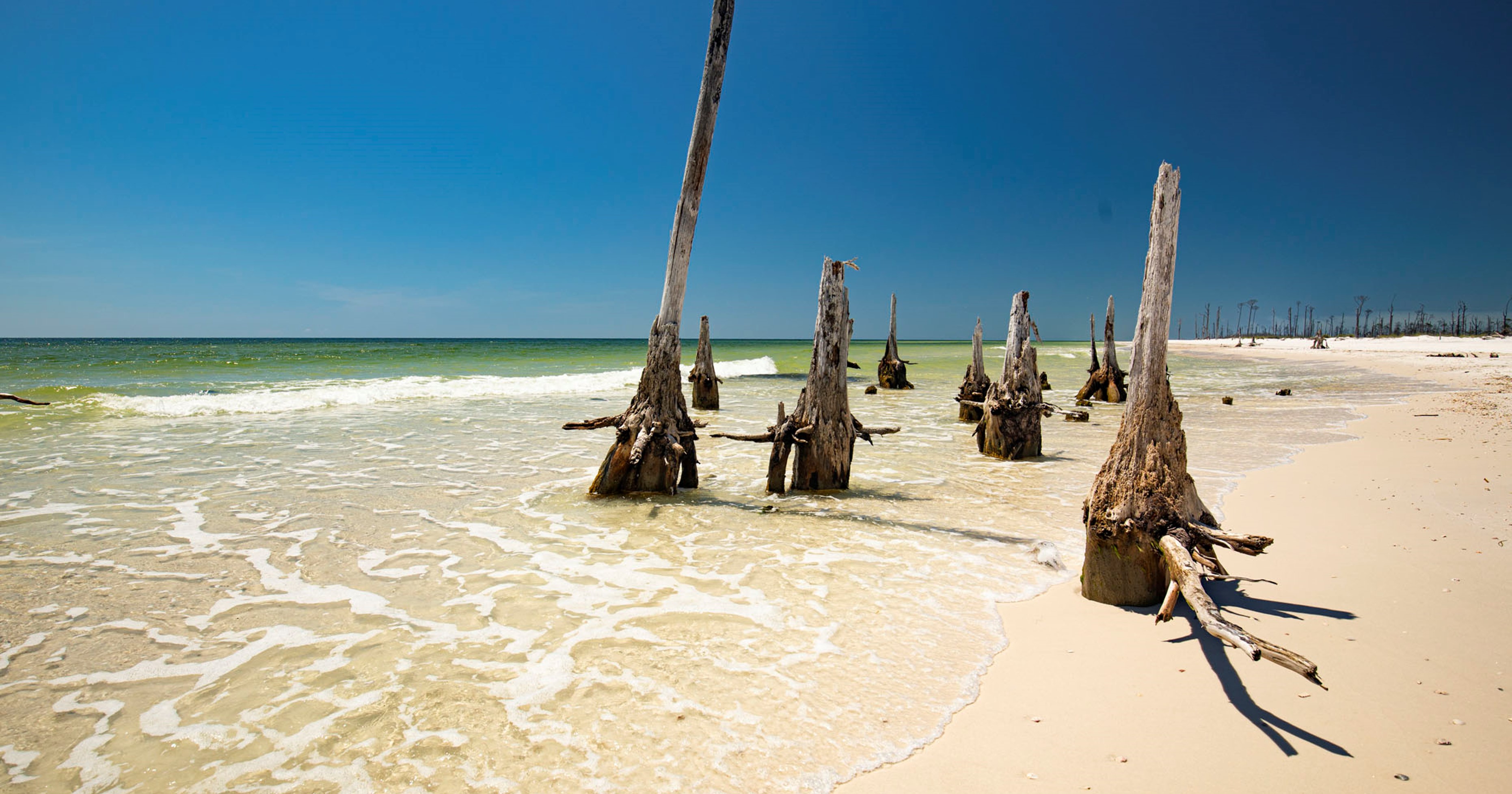 Long dead trees stand on a sandy beach as the tide washes onshore. 