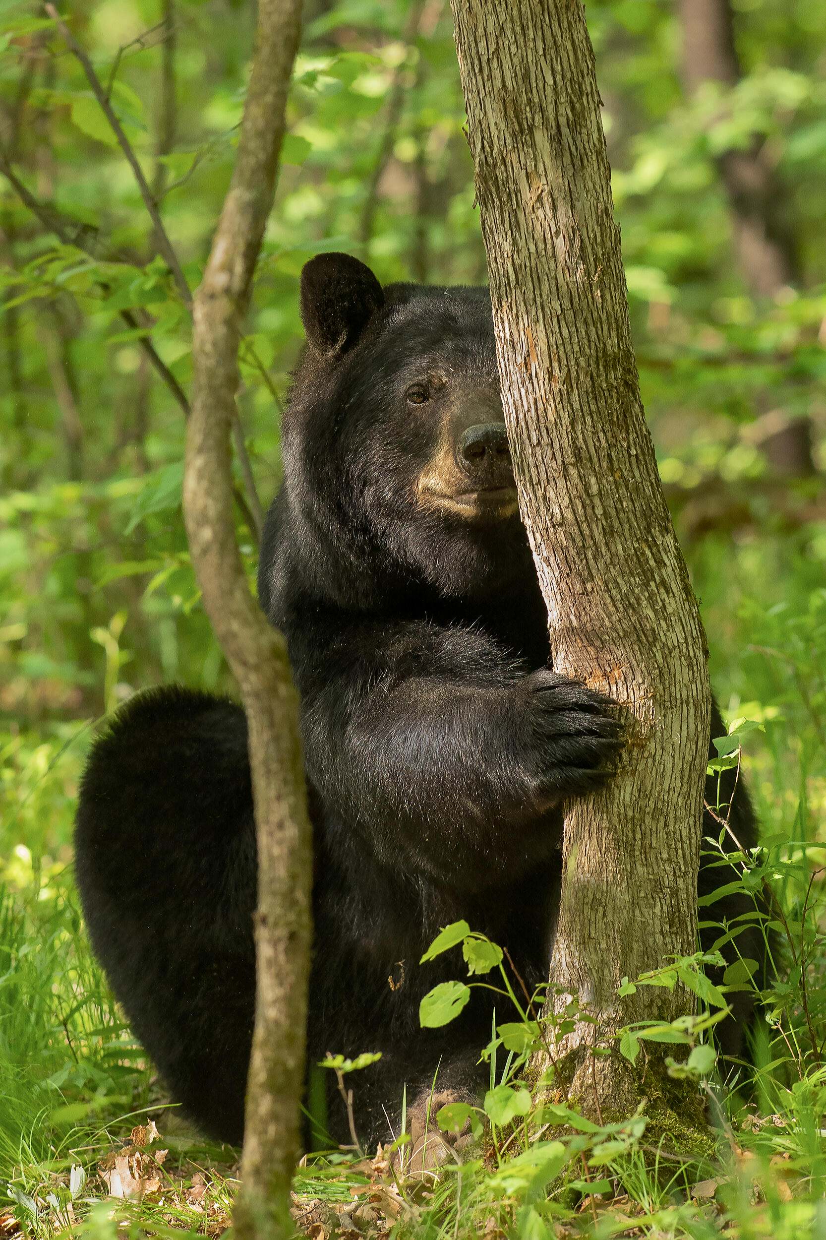 A black bear sitting partially behind a tree, looking directly at the camera with one paw on the tree.