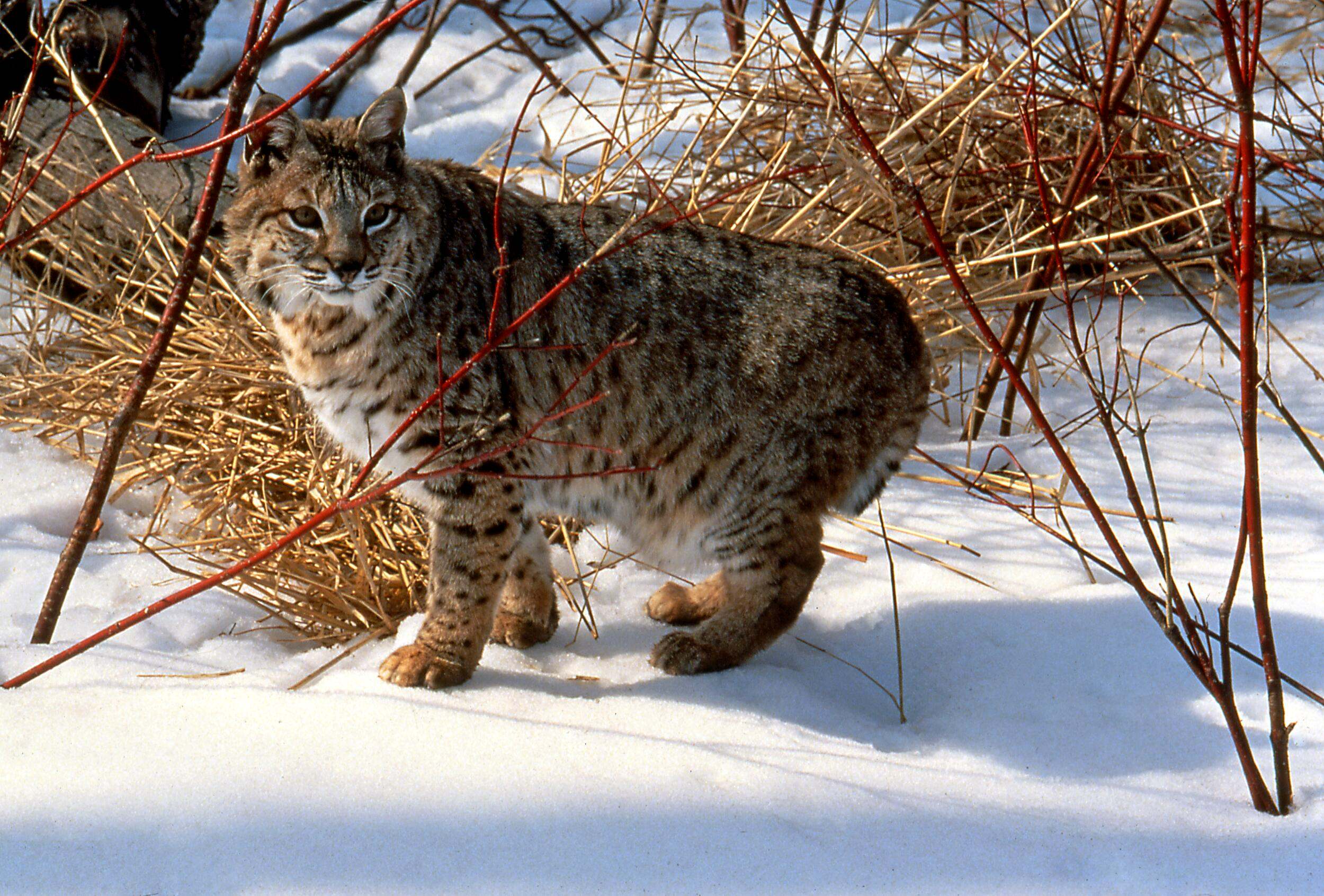 A single bobcat walking through the snow in Wisconsin.