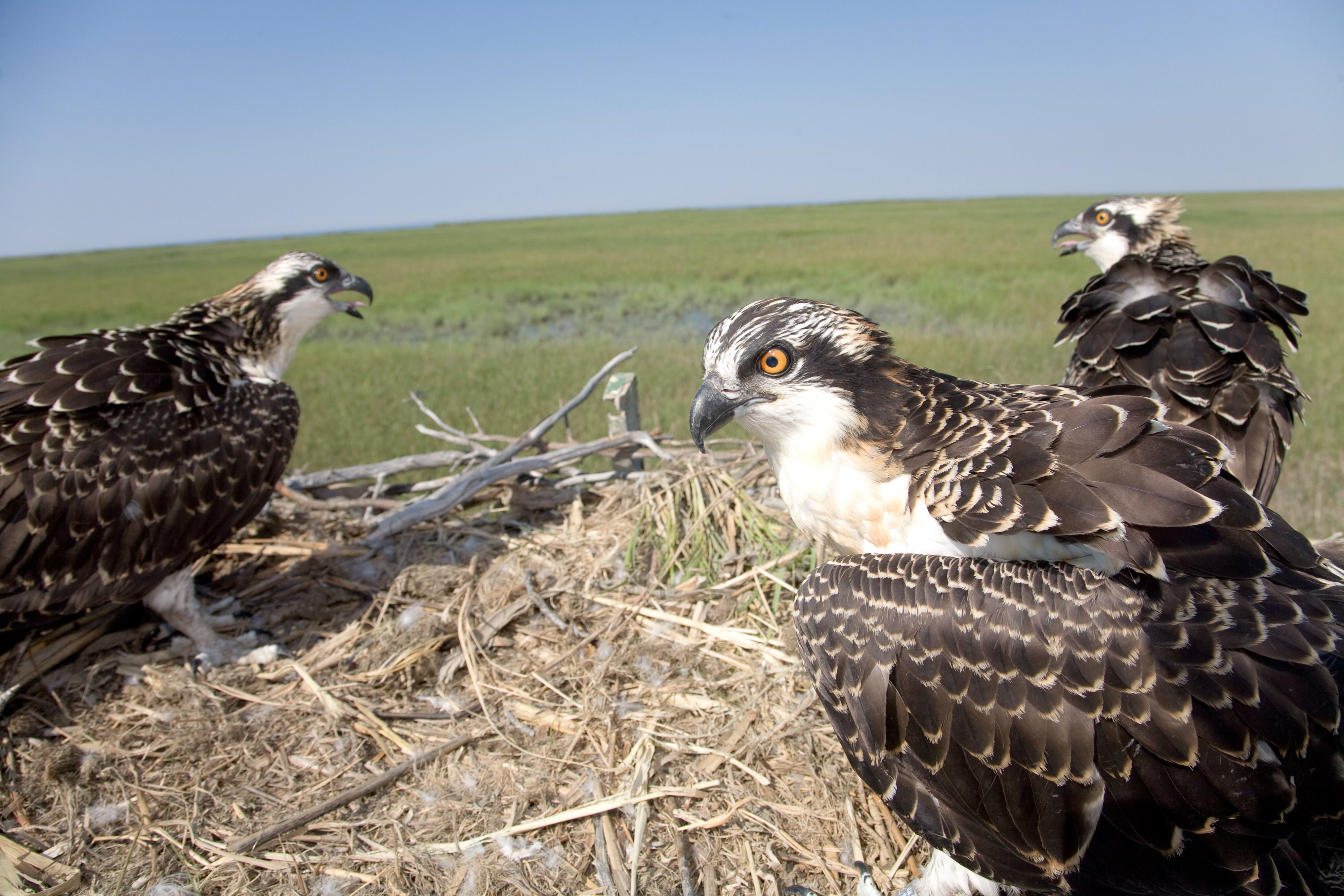 Osprey adults and fledglings in nest.