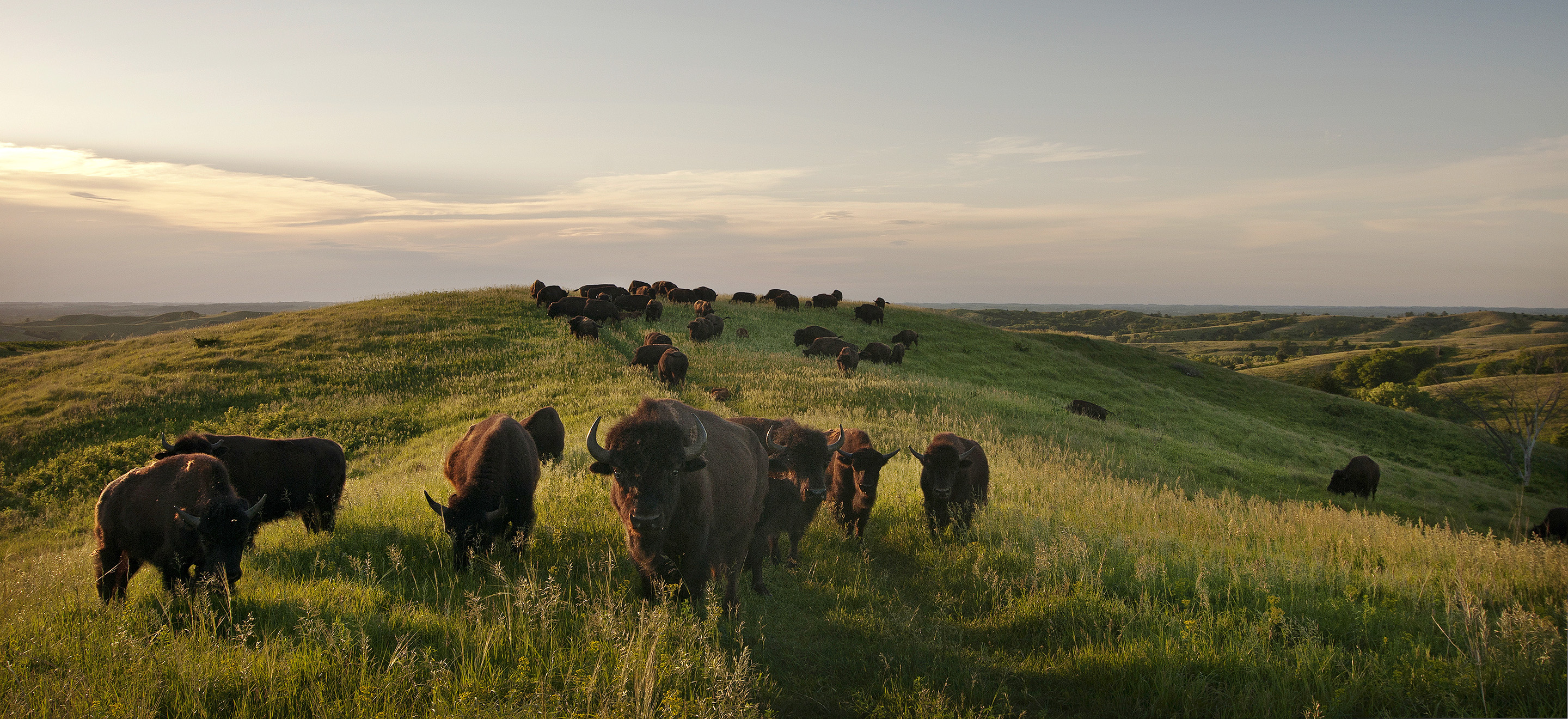 Bison grazing on rolling grasslands in late afternoon in the Loess Hills of Iowa.