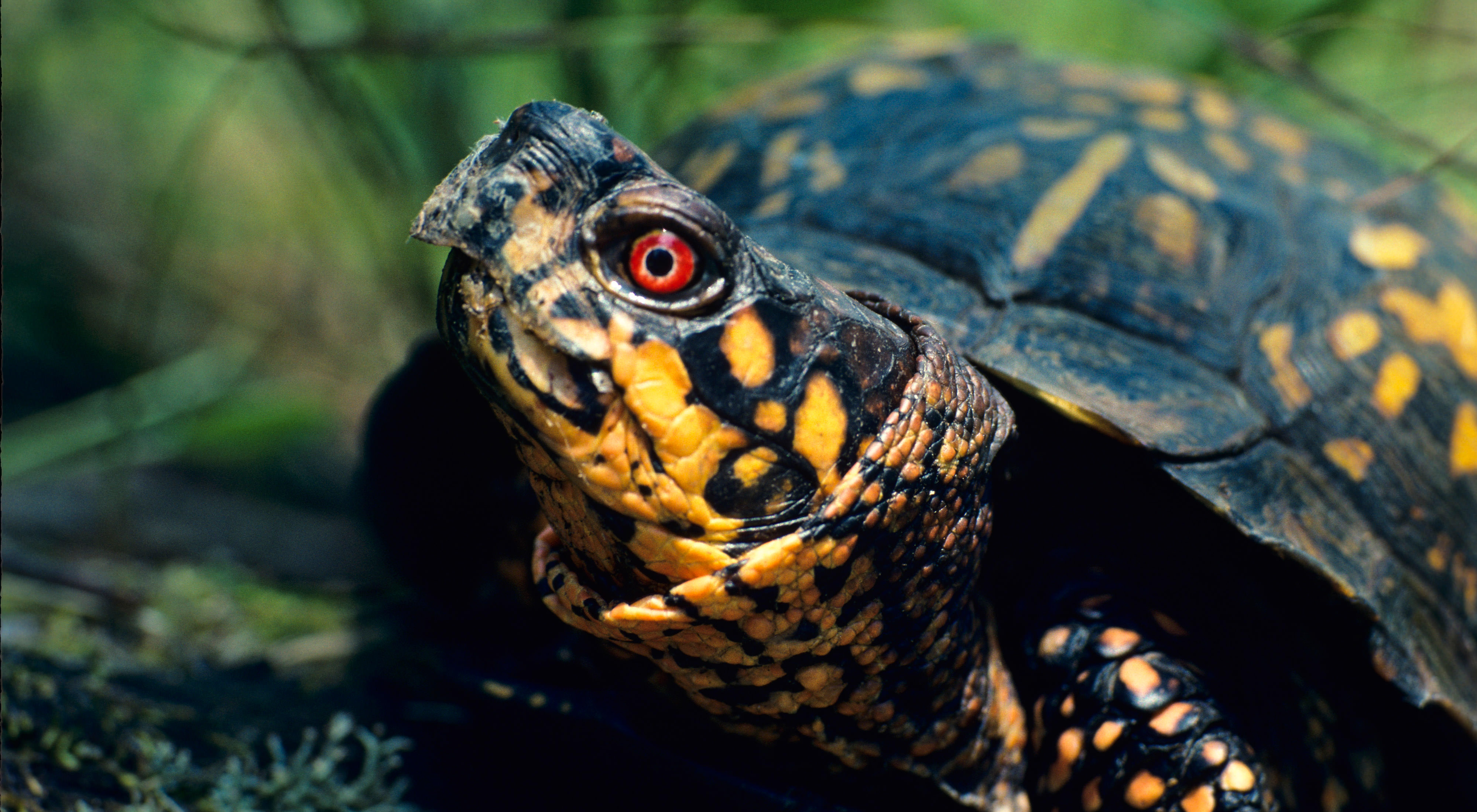 Closeup of an eastern box turtle at Paw Paw Prairie Fen Preserve. 