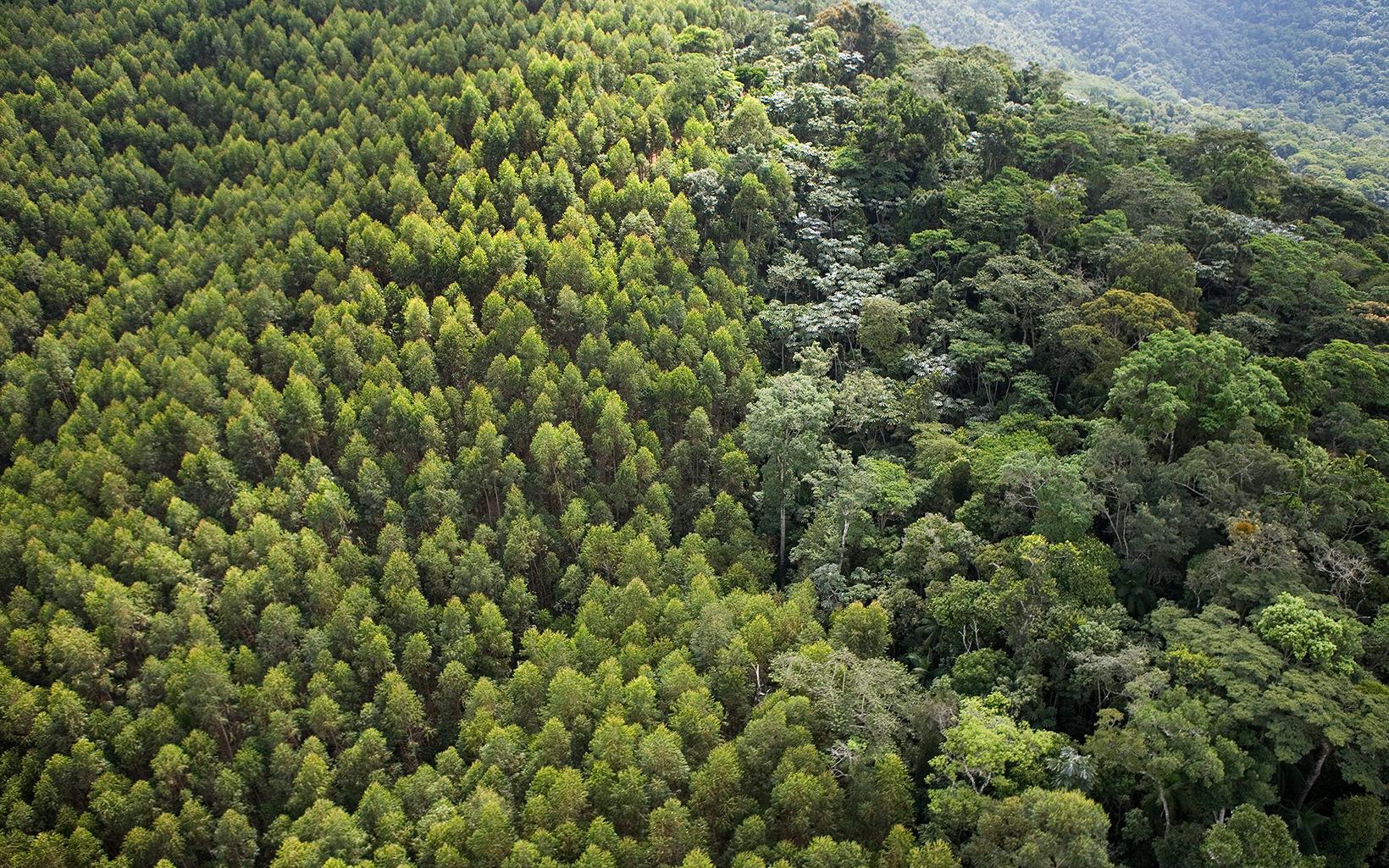 Aerial view of a forest.