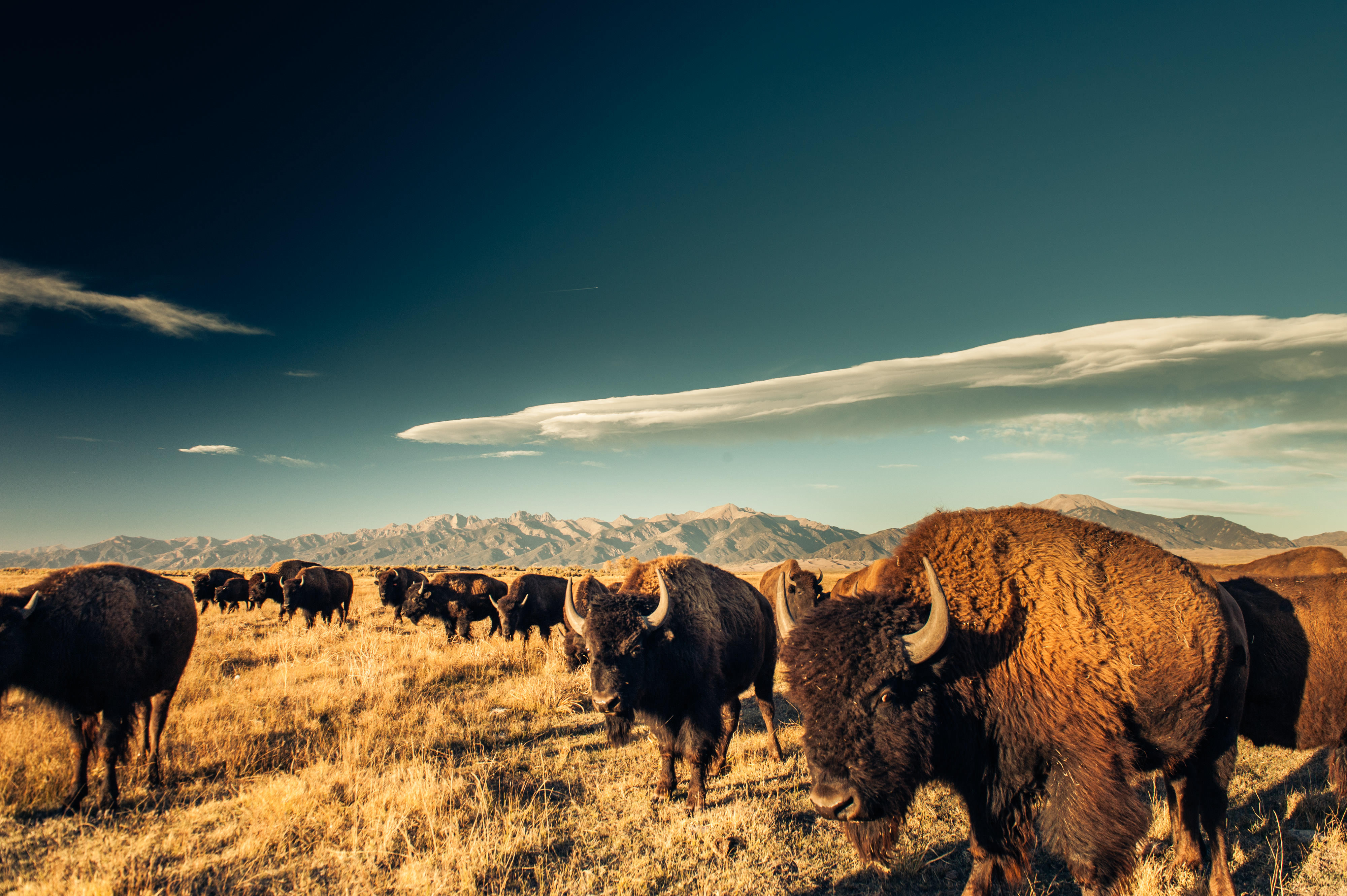 Bison grazing on a grassy plain.