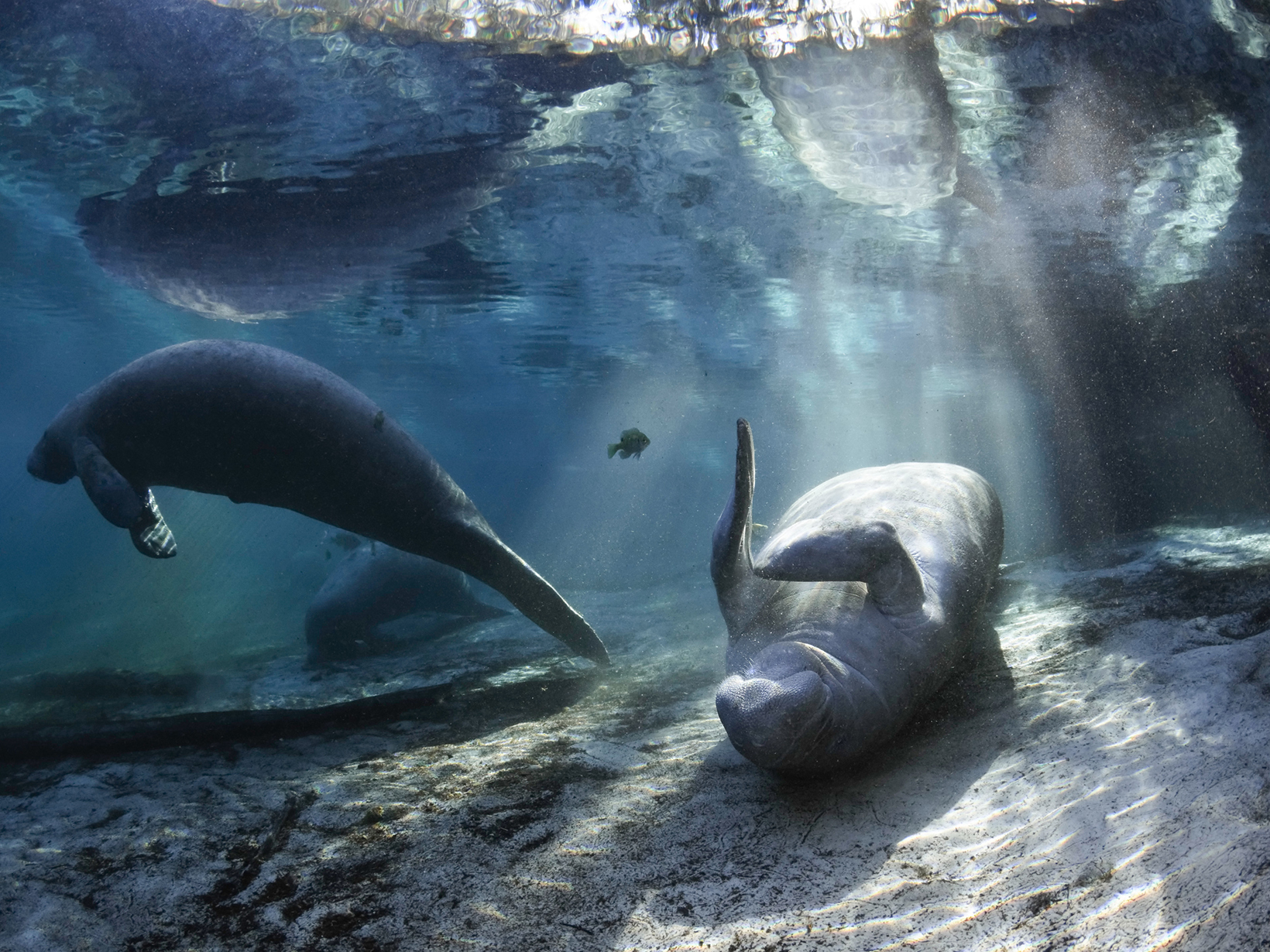 Endangered Florida manatees roll and frolic on the sandy floor of a Florida spring.
