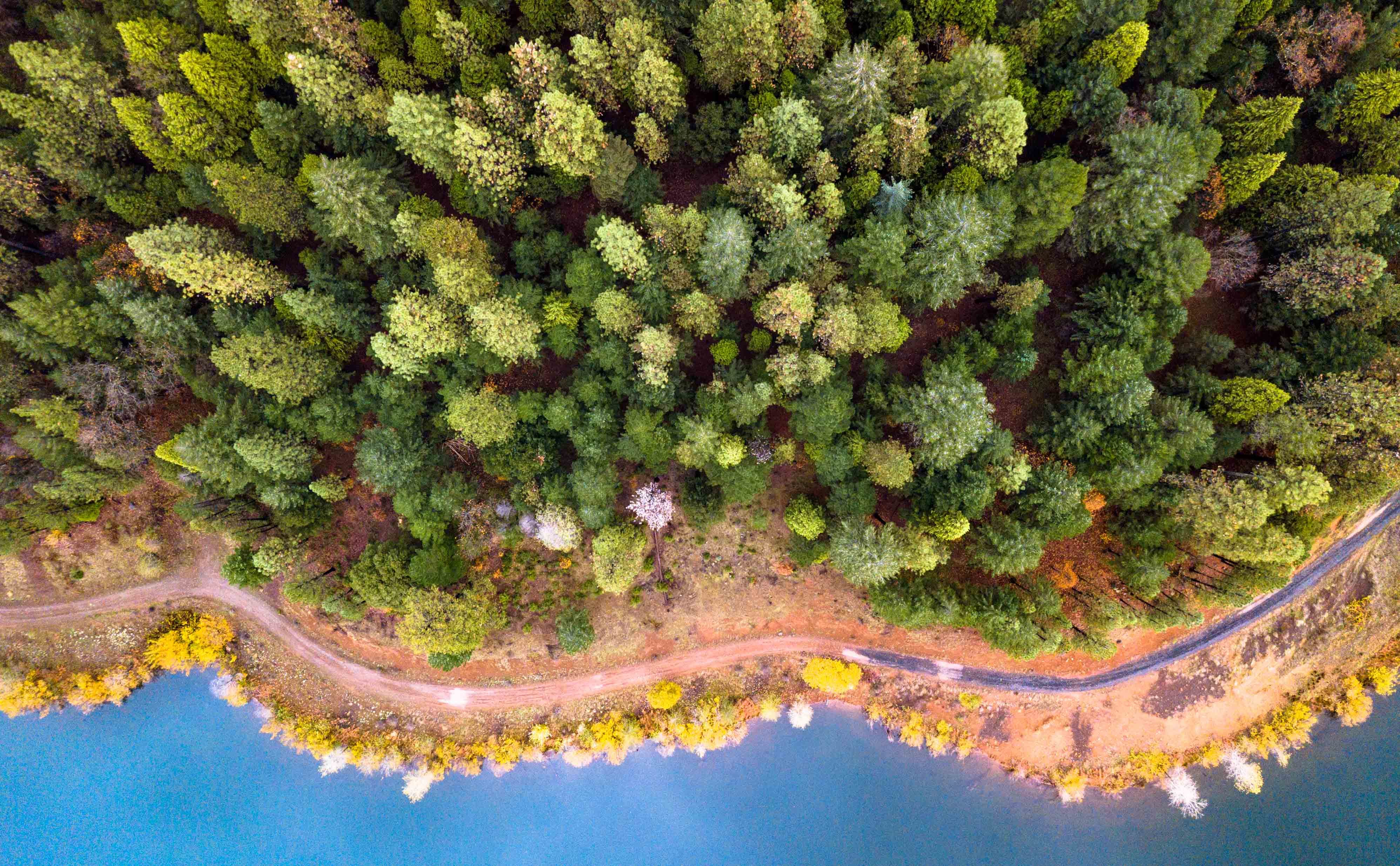 Aerial view of an evergreen forest at the edge of blue water